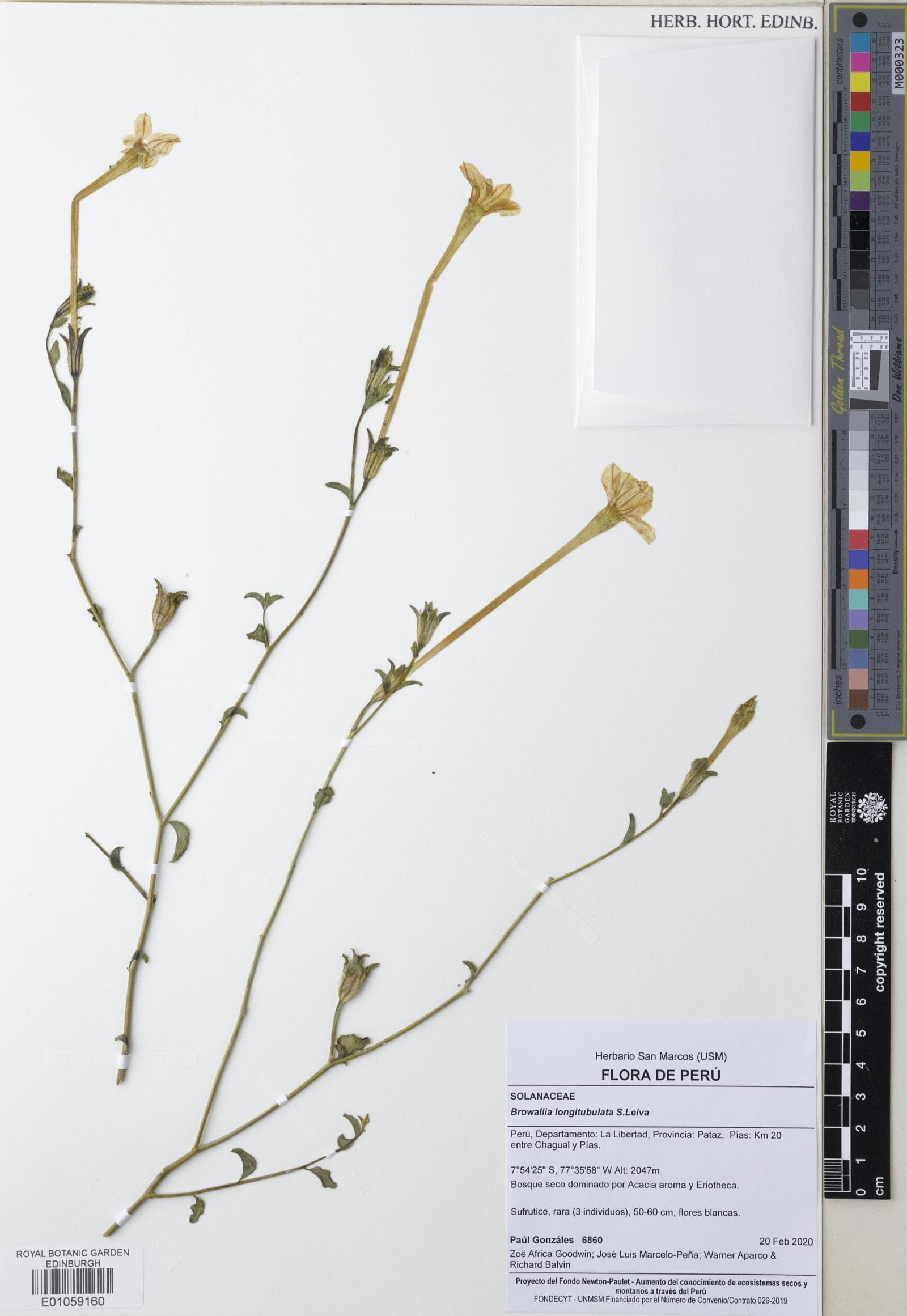 Browallia longitubulata