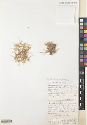 Convolvulus hamrinensis
