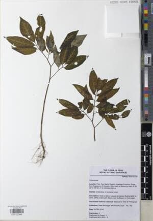 Solanum chamaepolybotryon