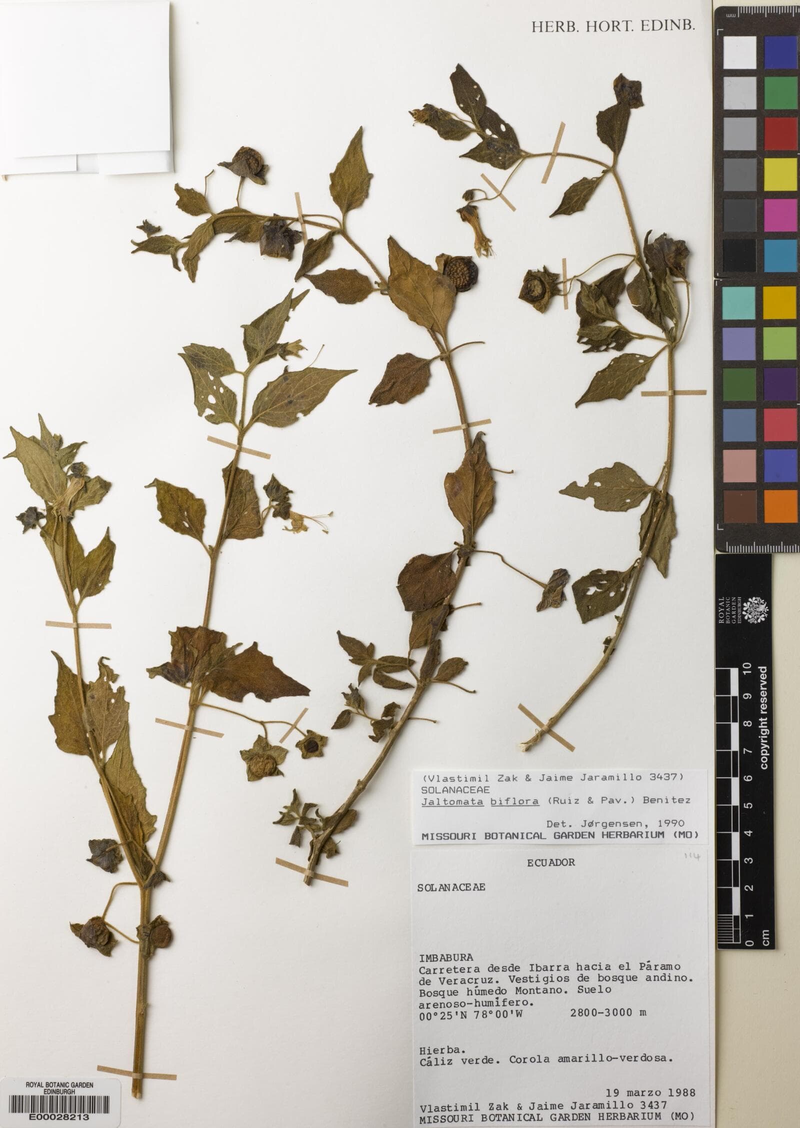 Jaltomata biflora