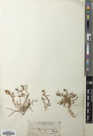 Bouchetia procumbens