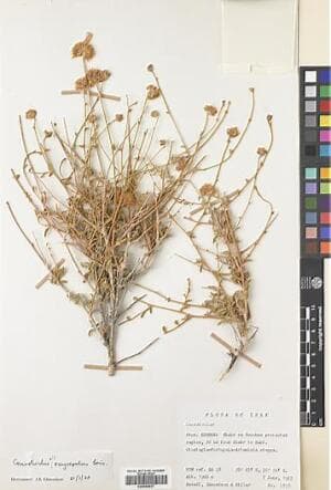 Convolvulus oxysepalus