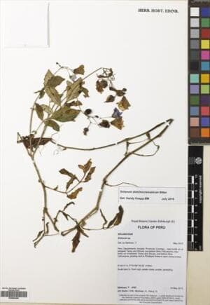 Solanum dolichocremastrum