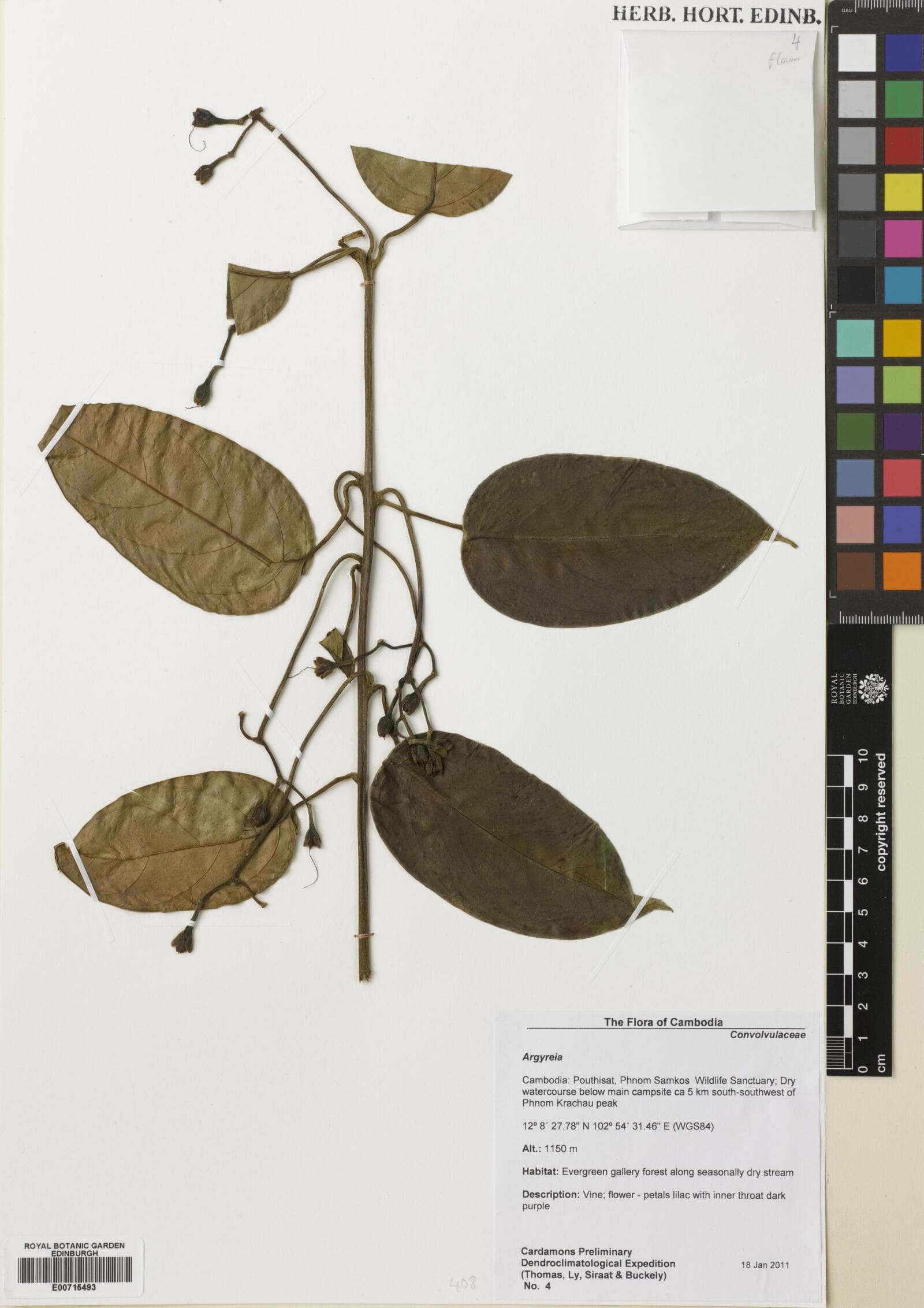 Argyreia longipes