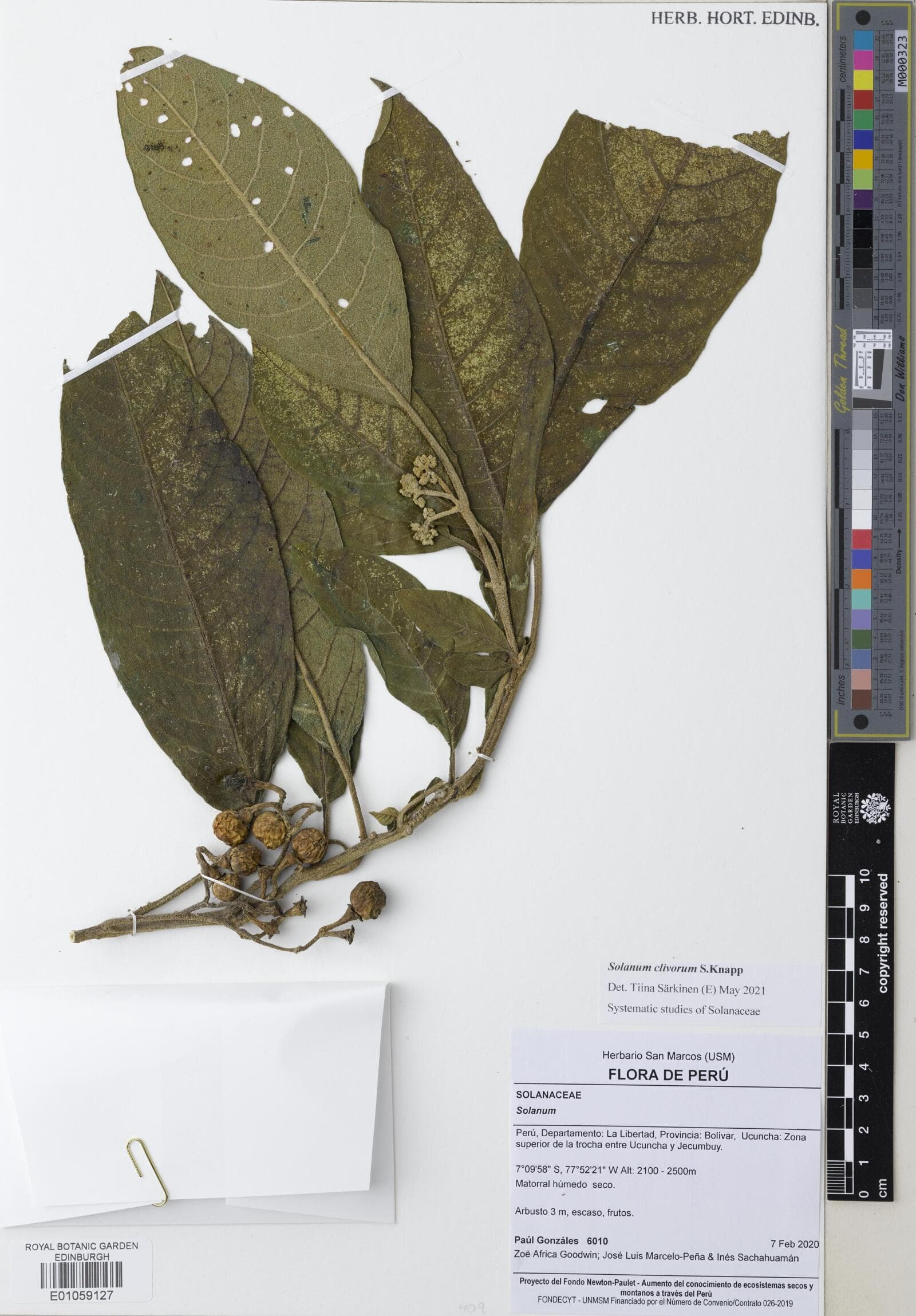 Solanum clivorum