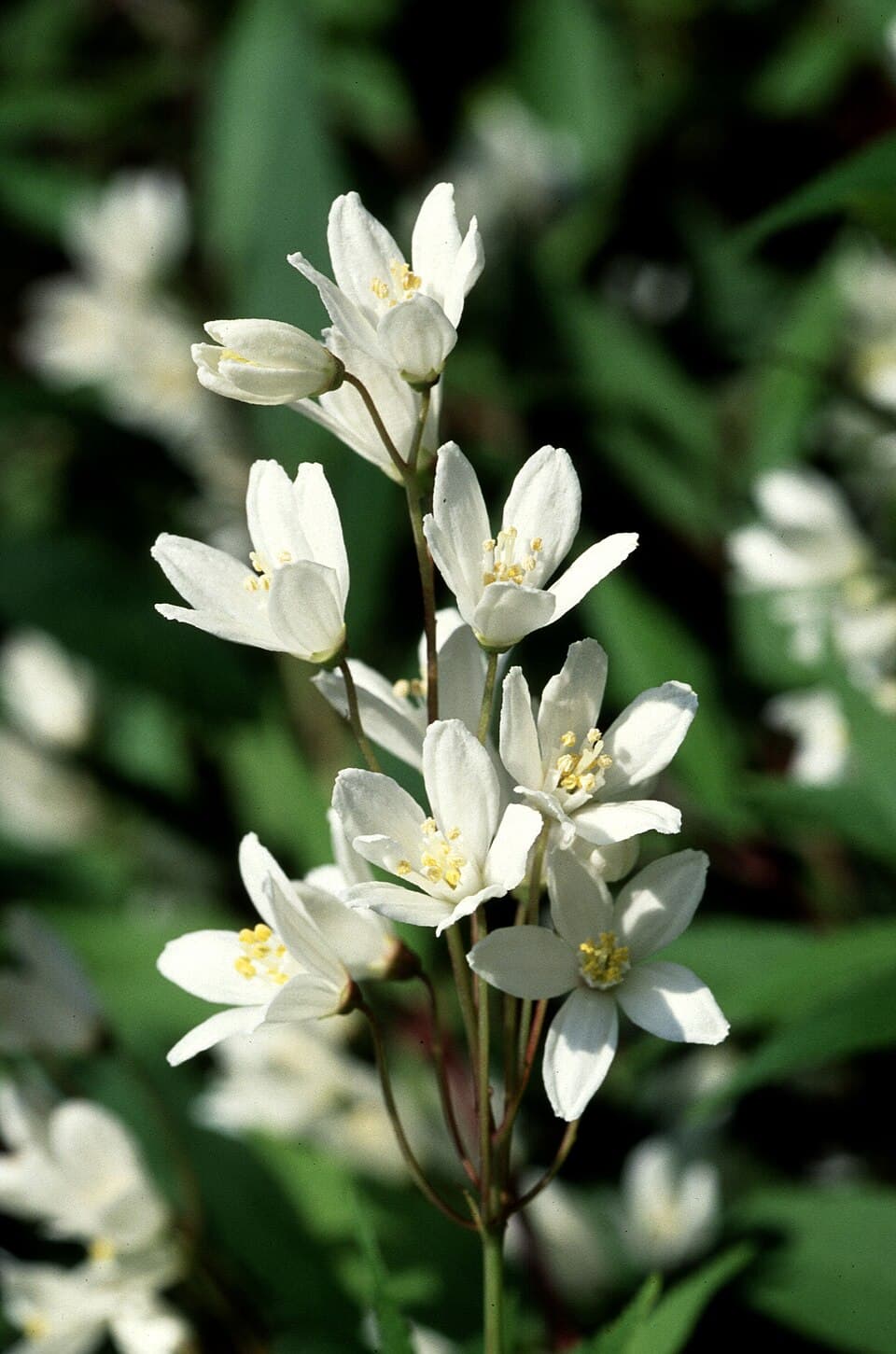 Deutzia esquirolii