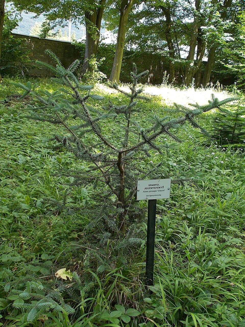 Deutzia glauca