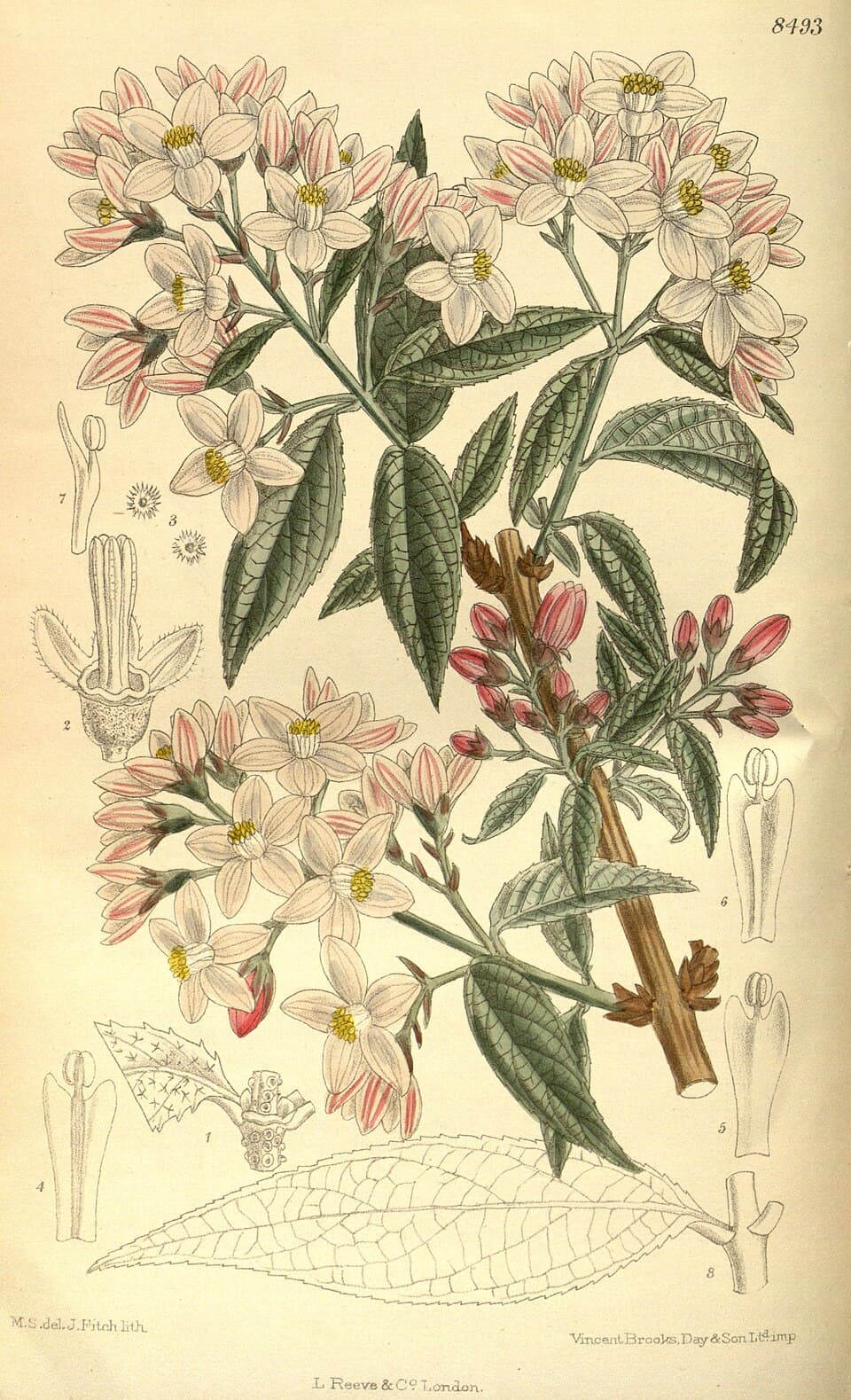 Deutzia longifolia