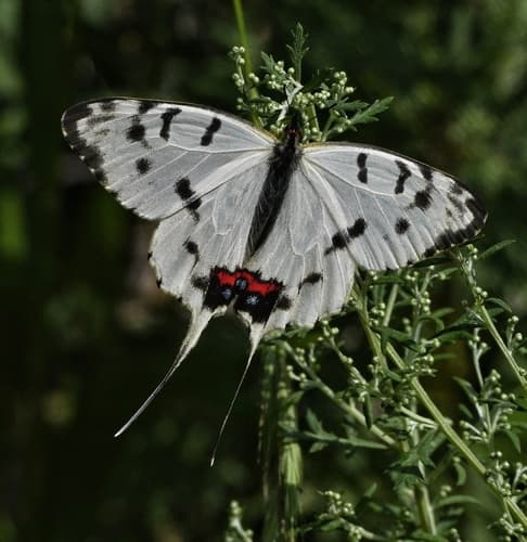 Dragon Swallowtail