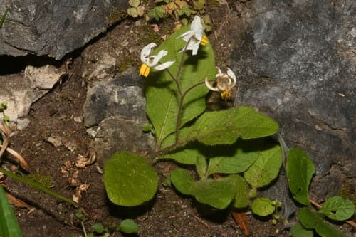 Dwarf Nightshade