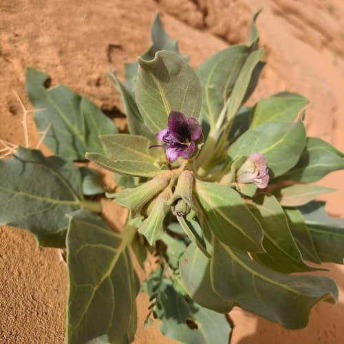 Egyptian henbane