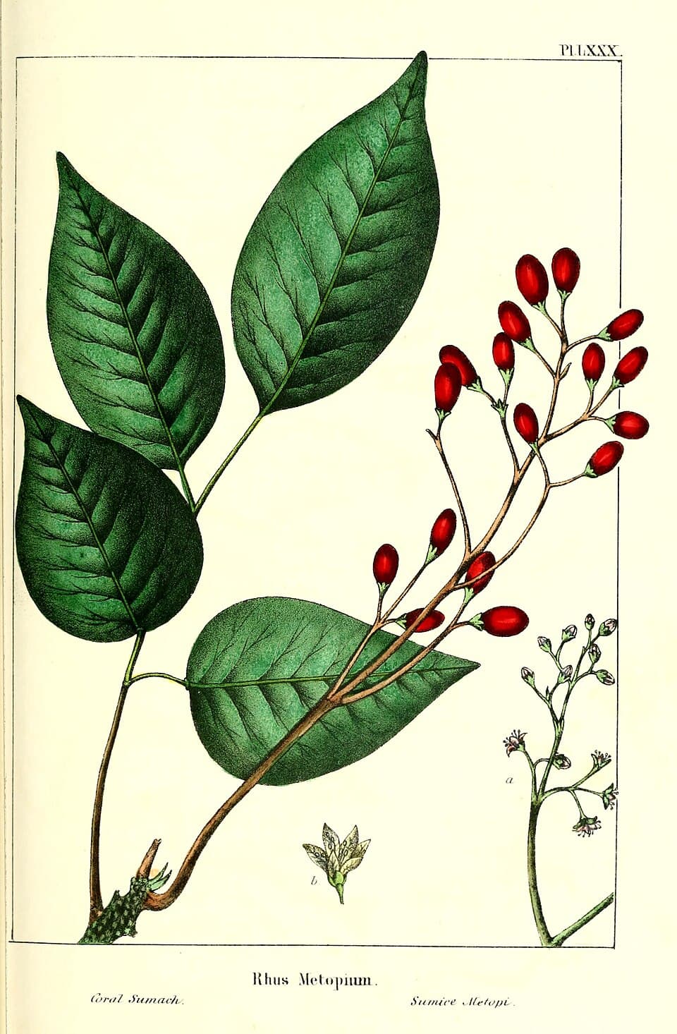 Elliptic-leaved Elm