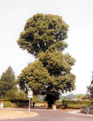 English Elm