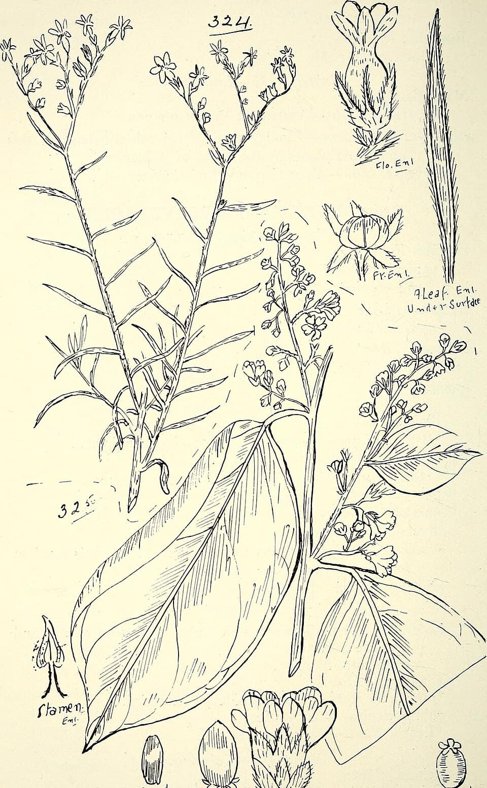 Erycibe grandiflora