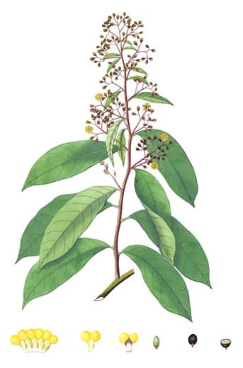 Erycibe hollrungii