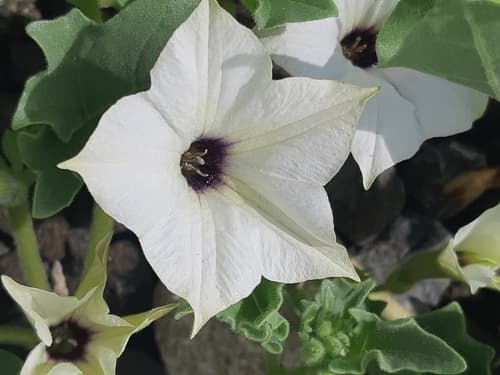 Exodeconus maritimus