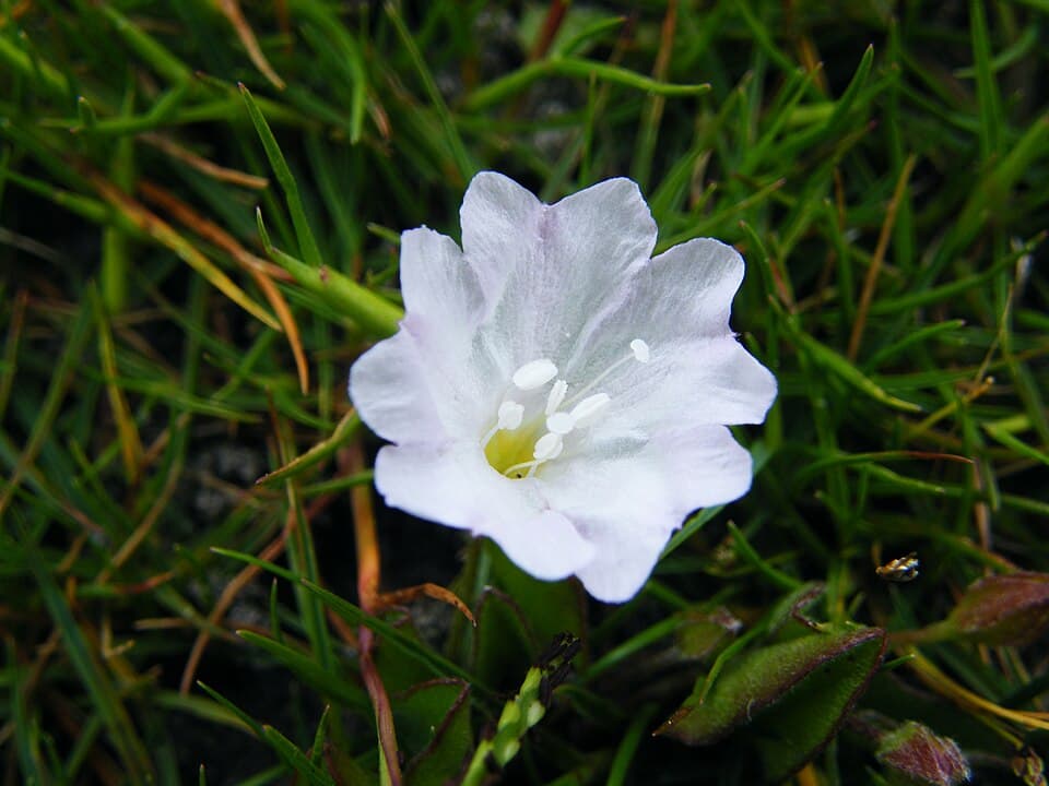 Falkia canescens