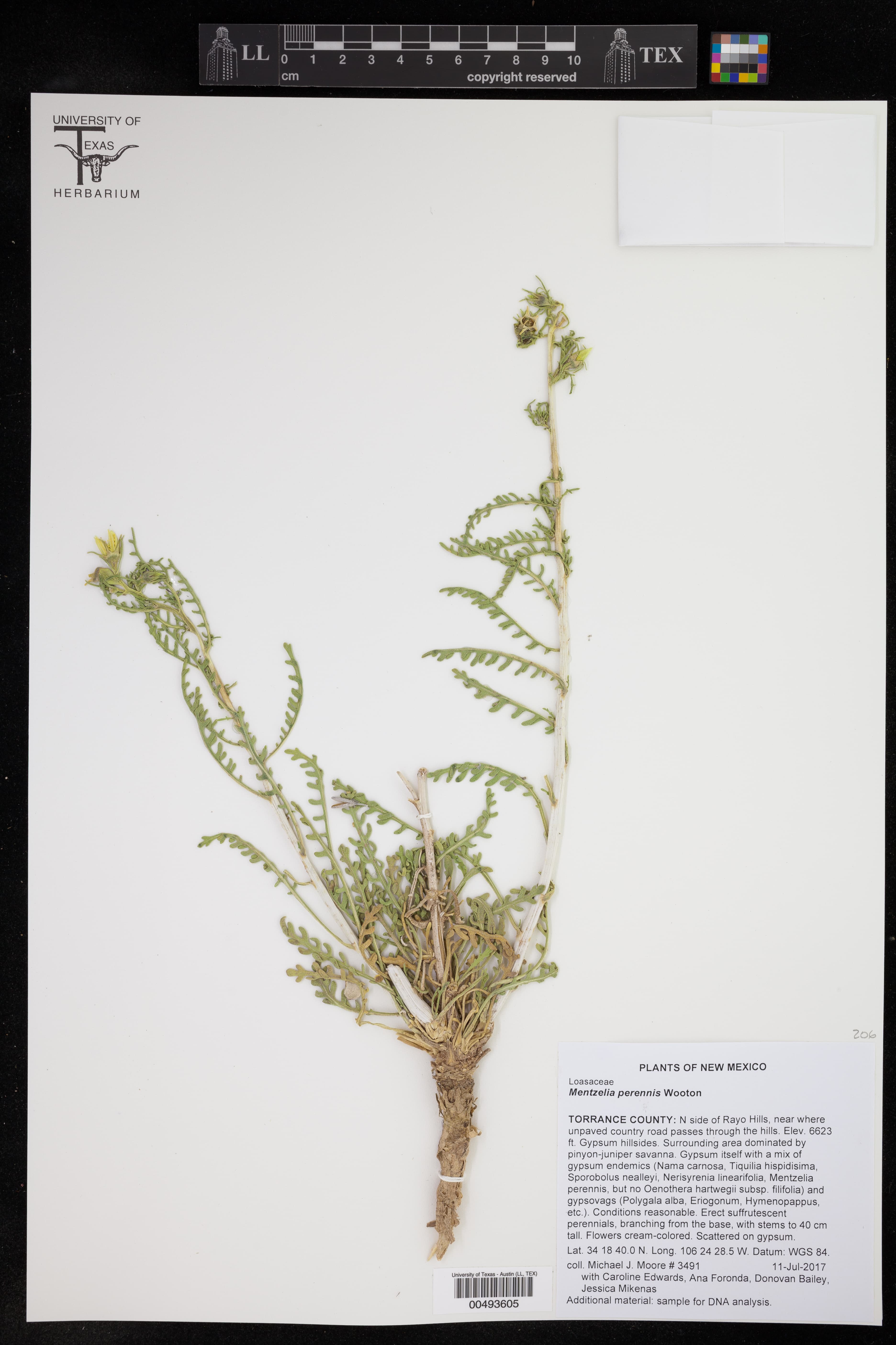 Perennial Blazingstar