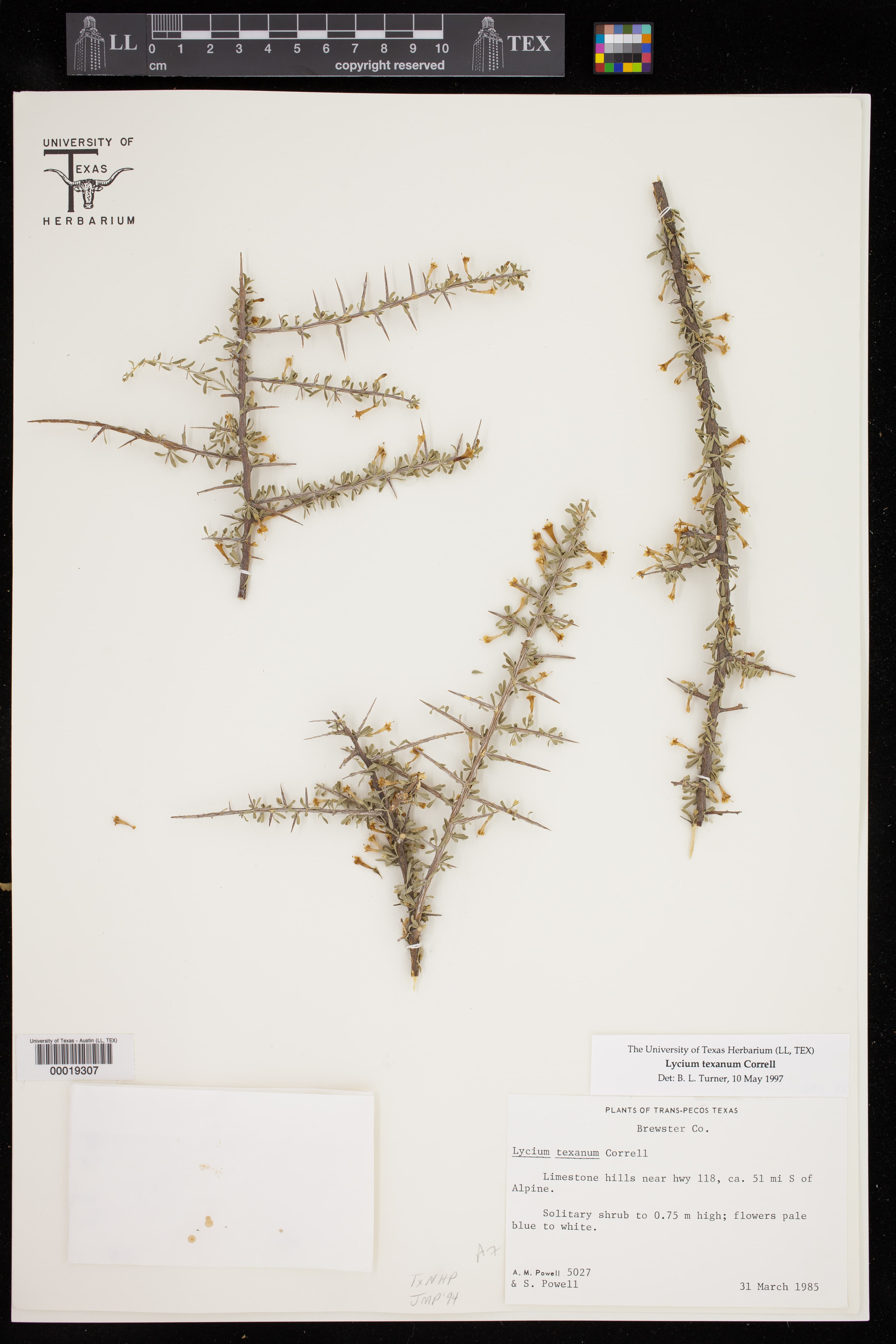 Texas wolfberry