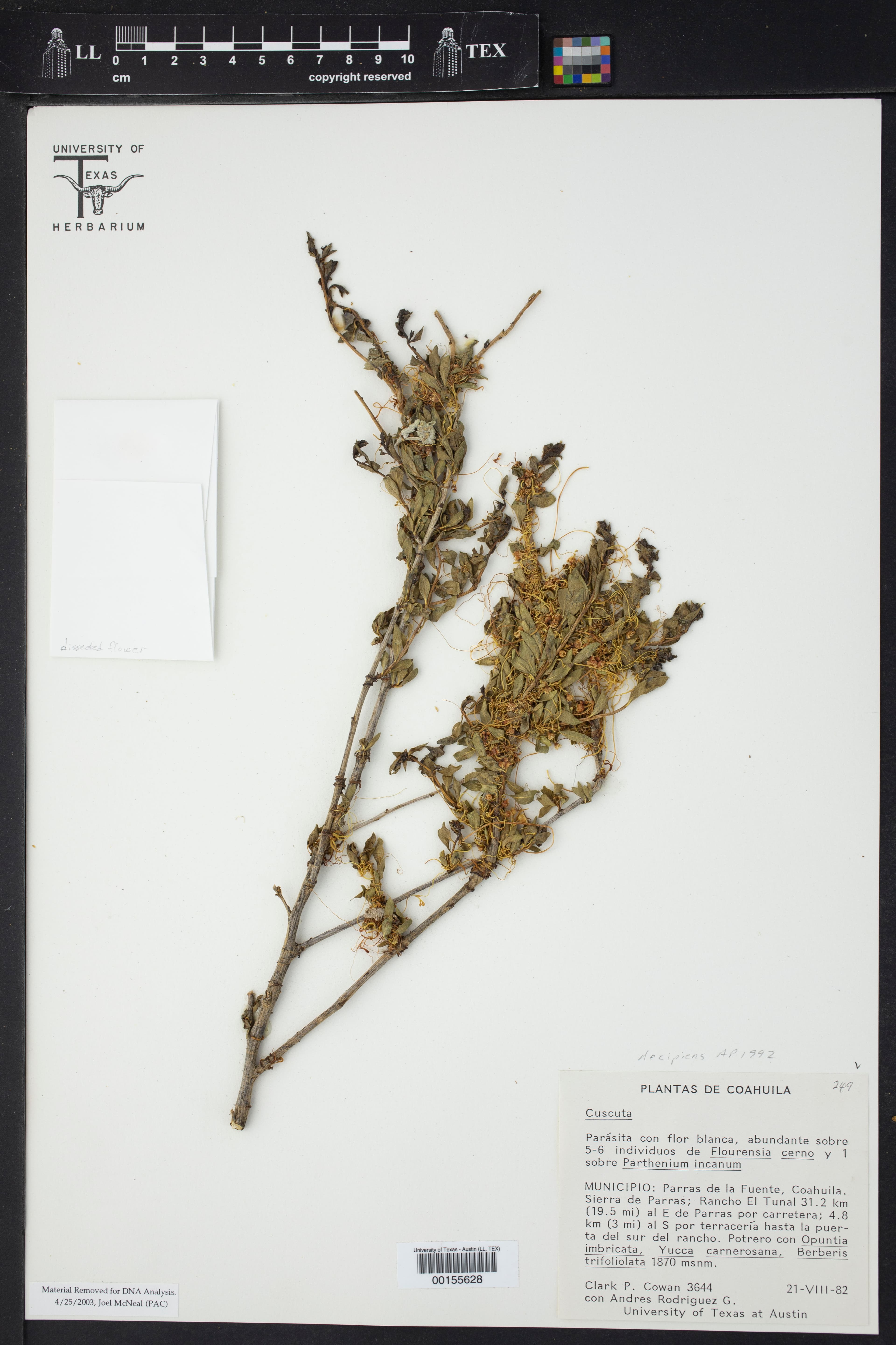 Cuscuta decipiens