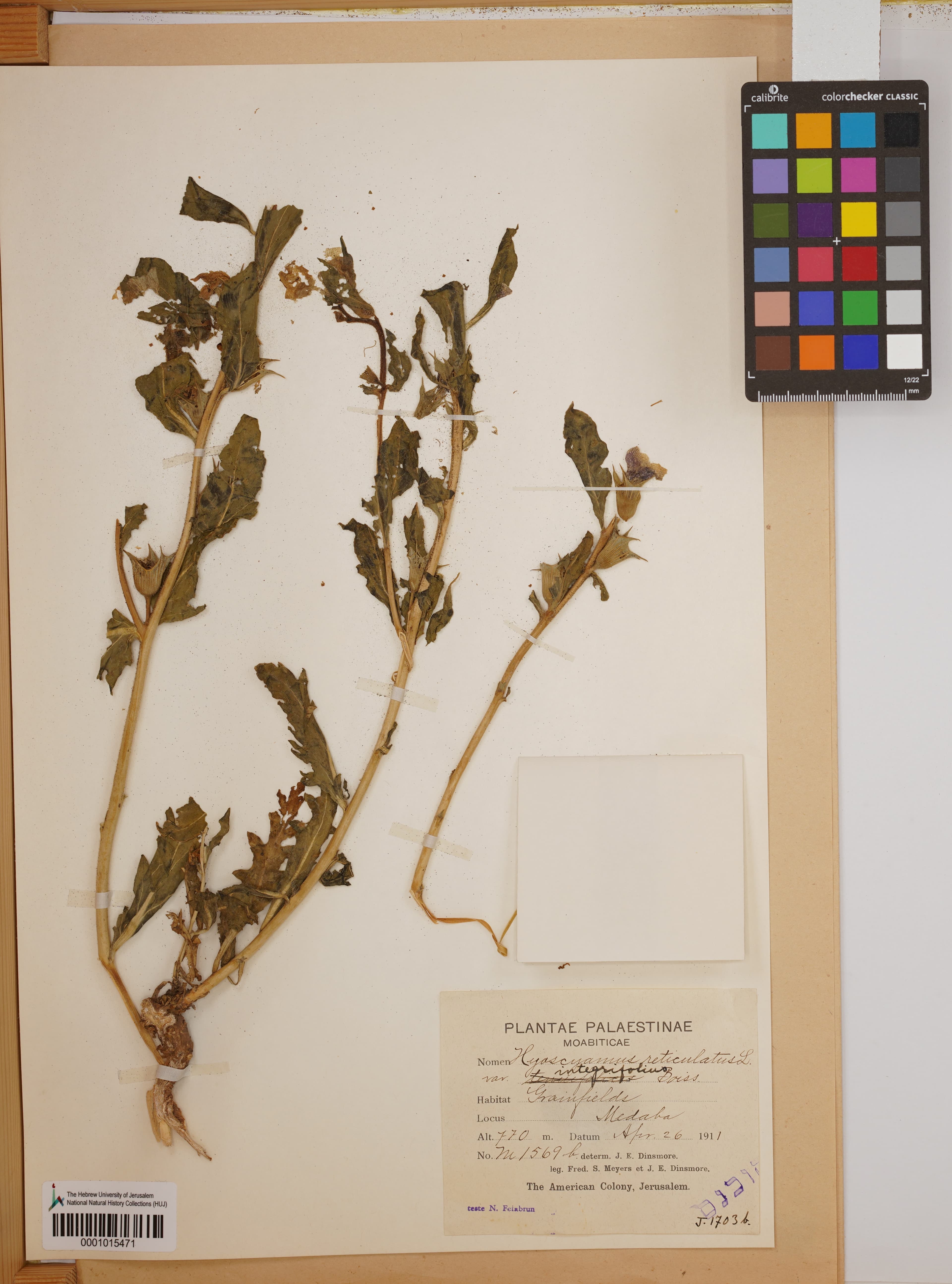 Hyoscyamus pojarkovae