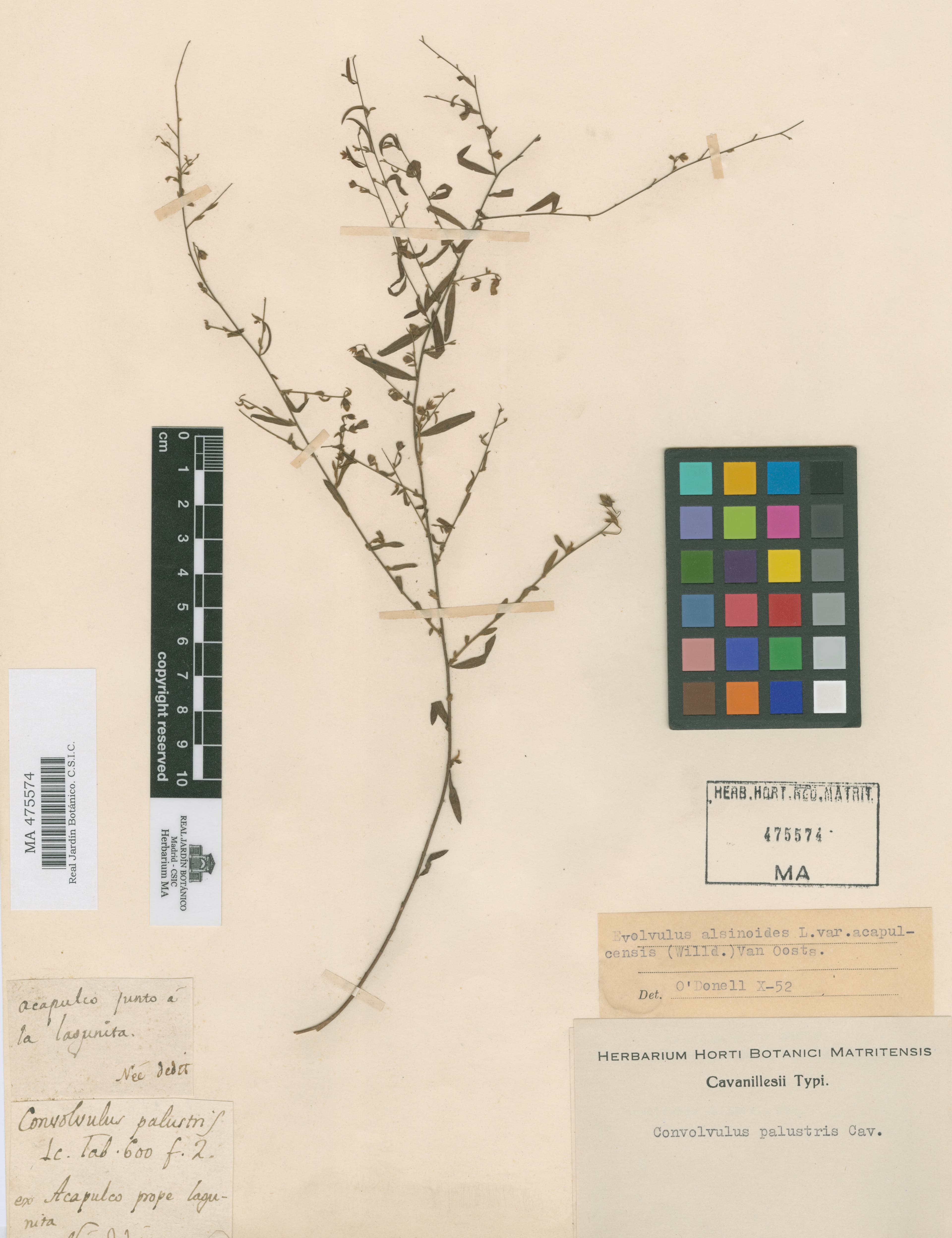 Convolvulus palustris