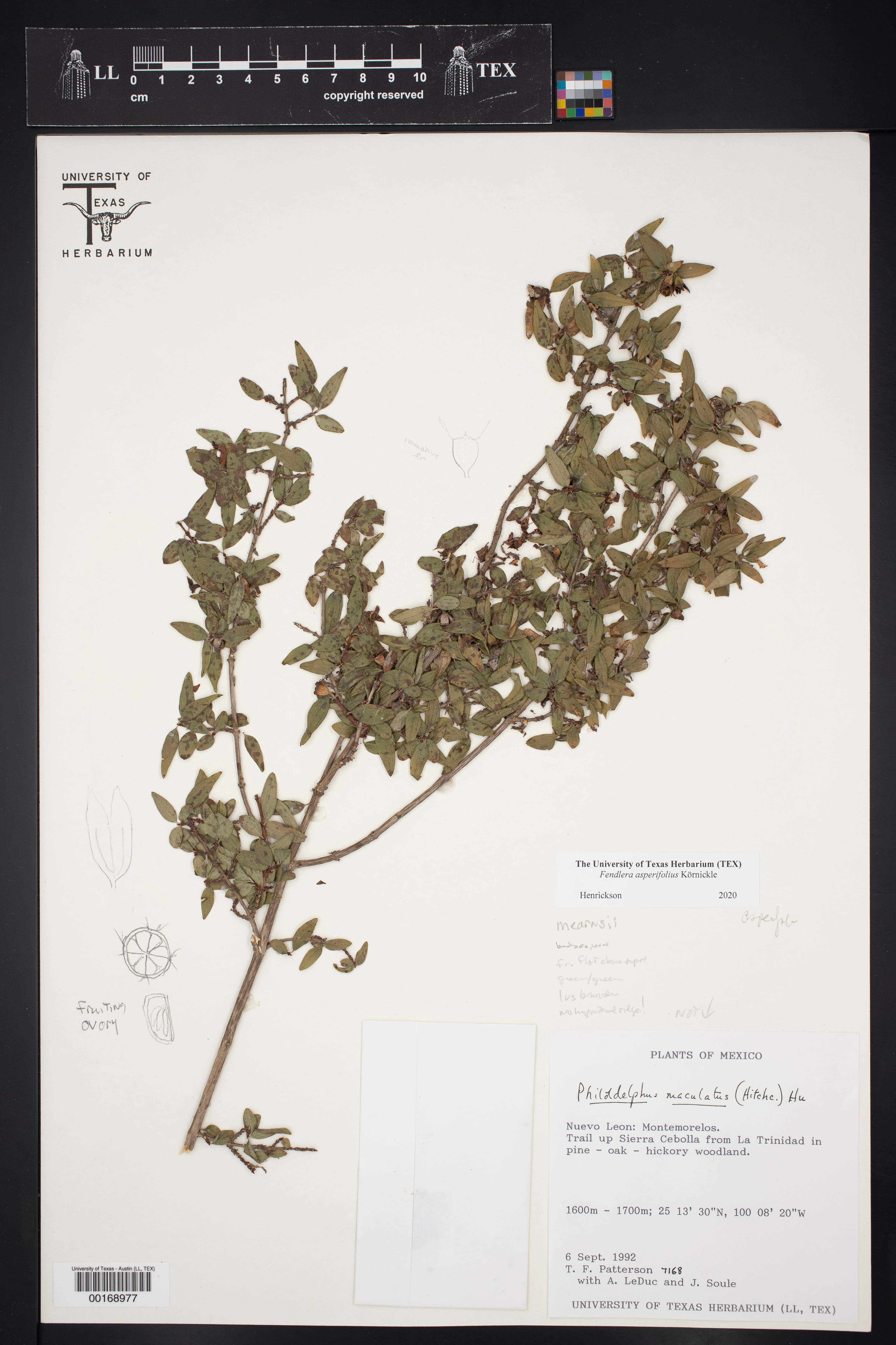 Philadelphus asperifolius