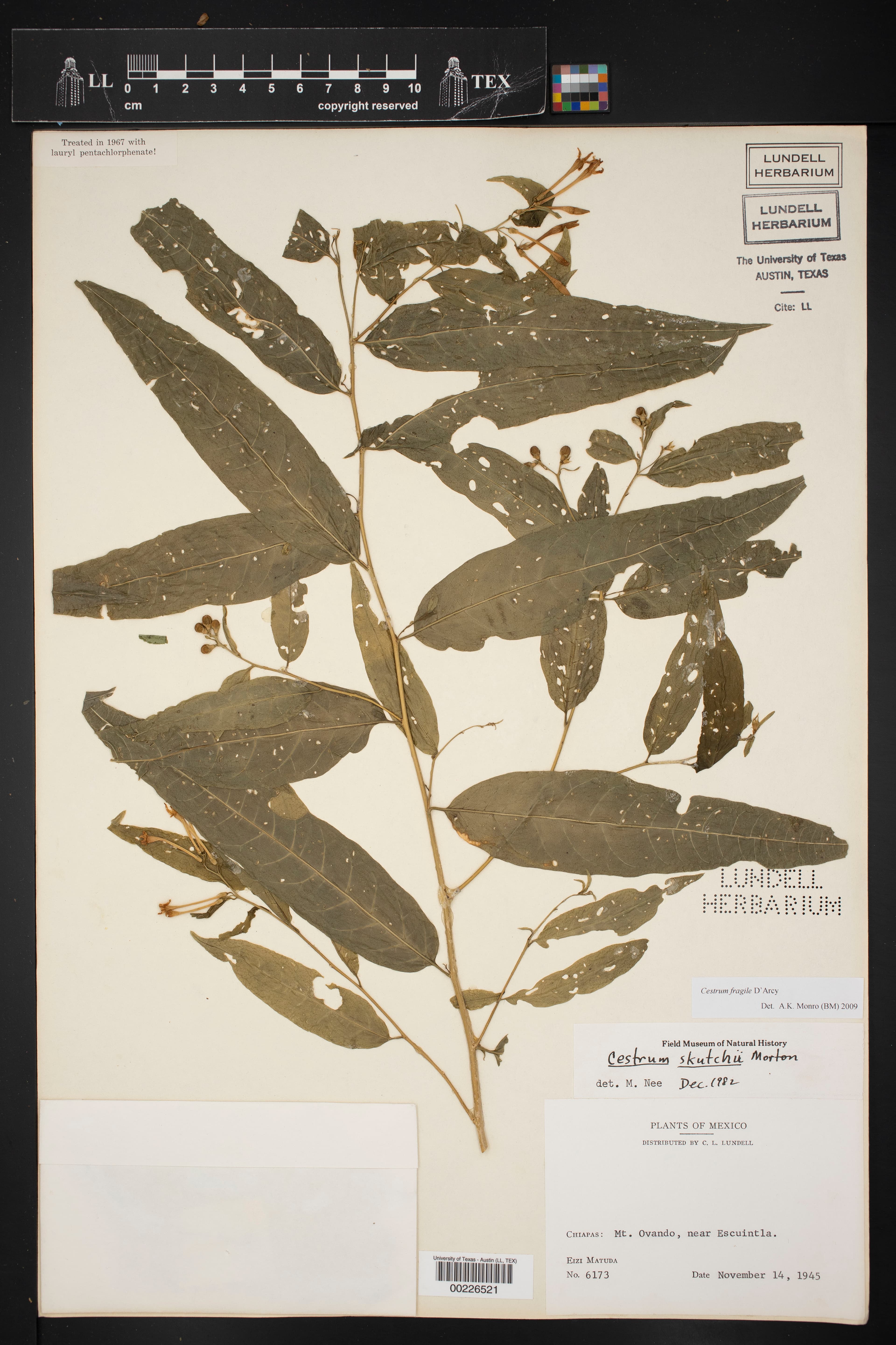Cestrum skutchii