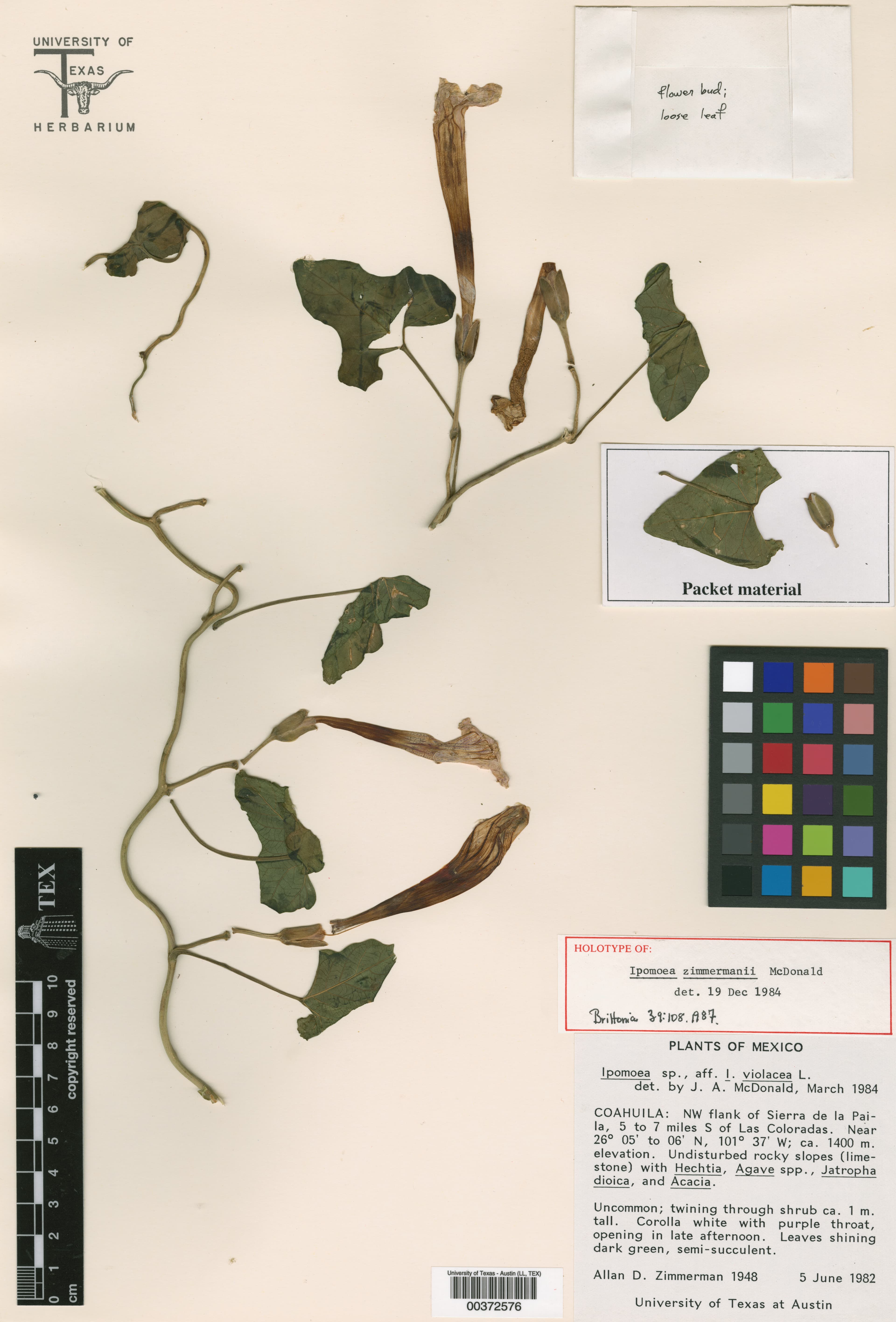 Ipomoea zimmermanii