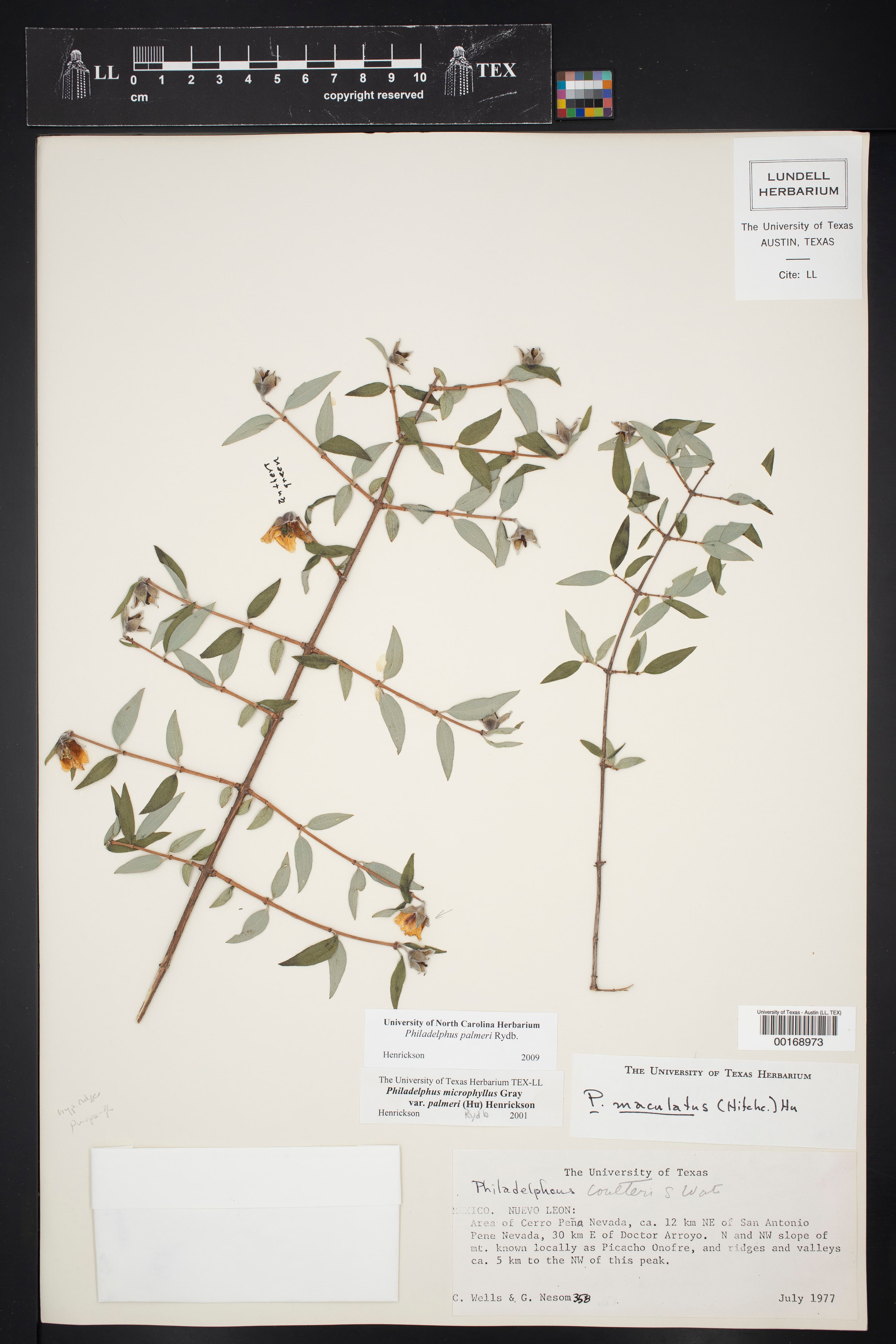 Philadelphus palmeri