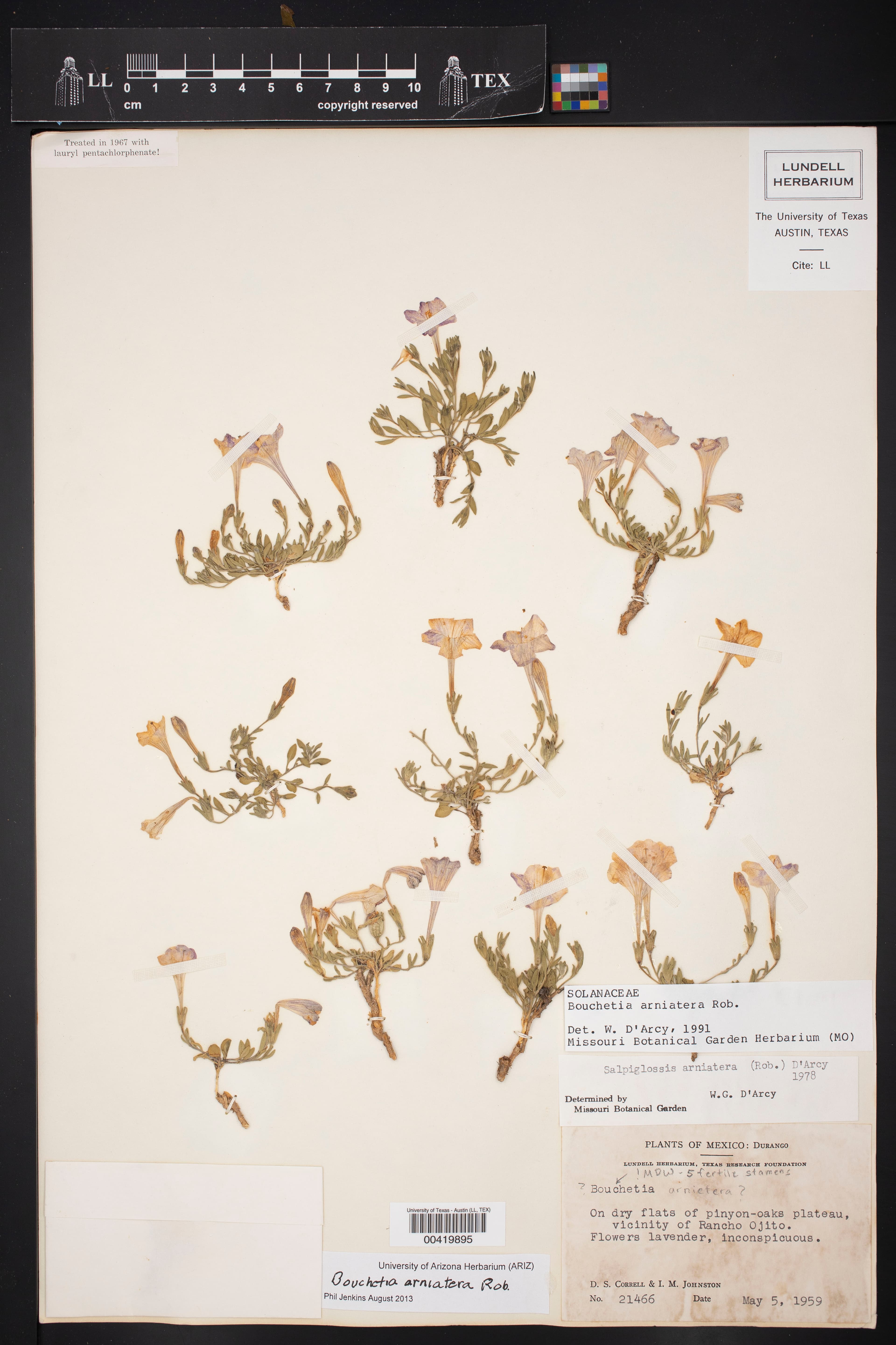 Bouchetia arniatera
