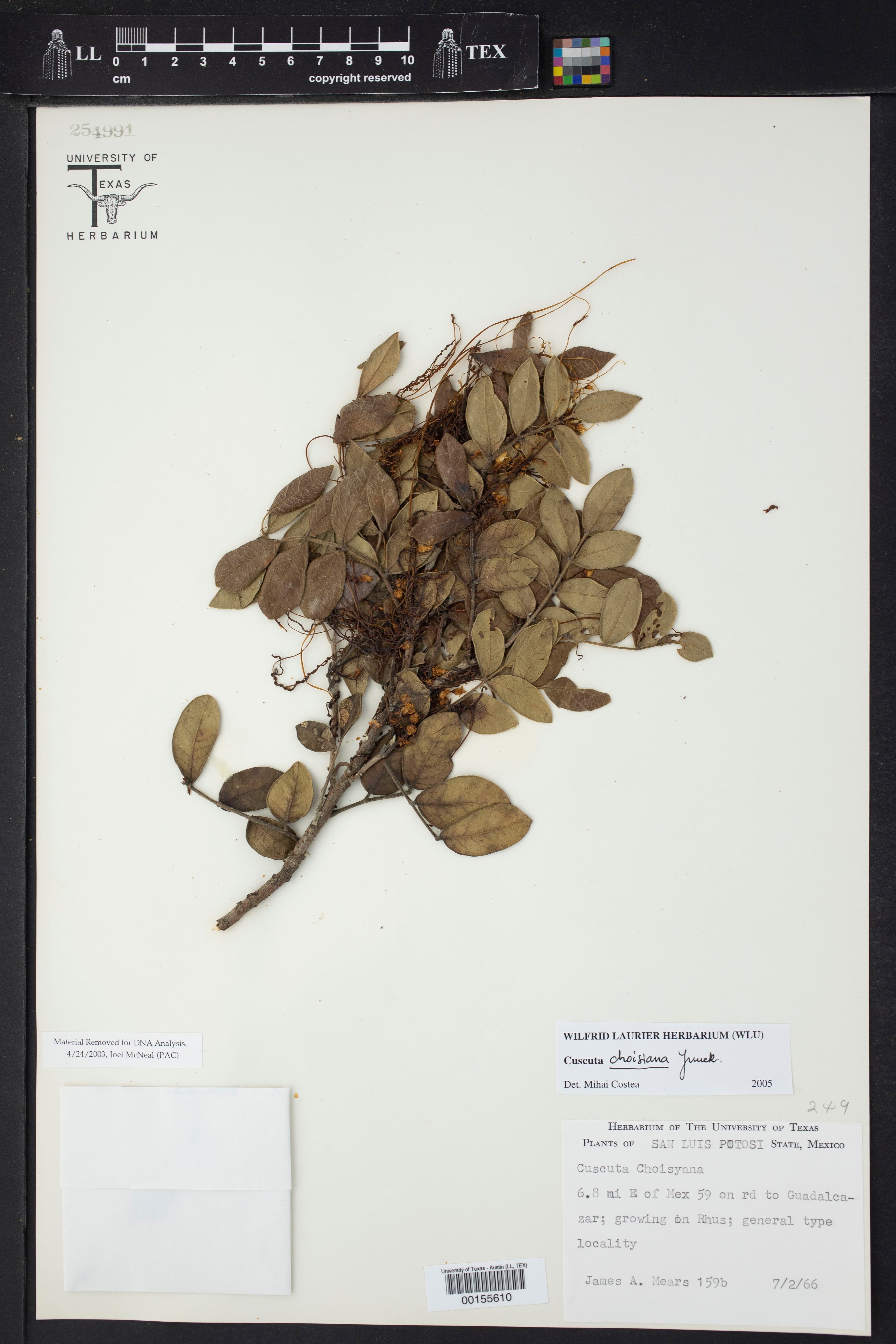 Cuscuta choisiana