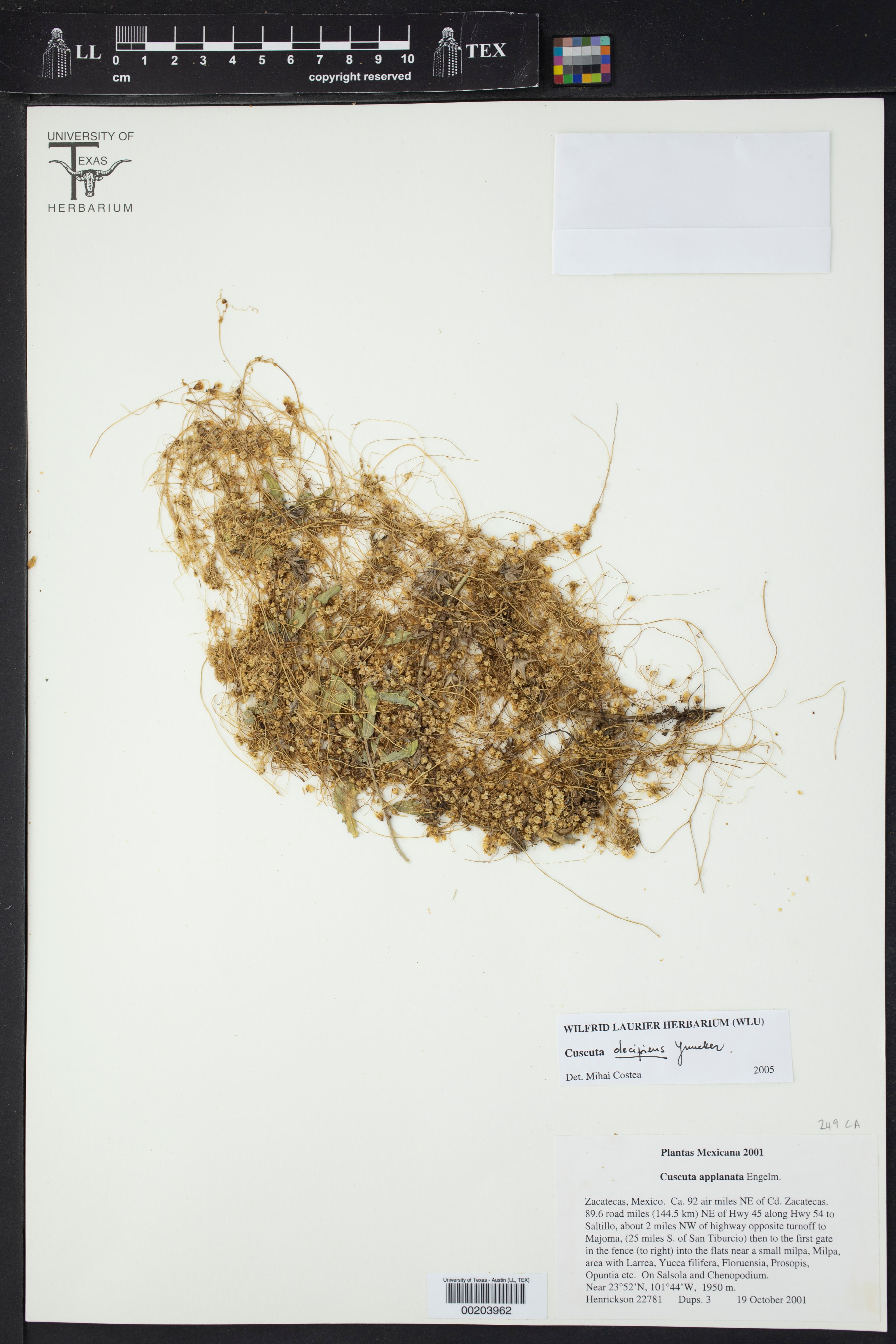 Cuscuta decipiens