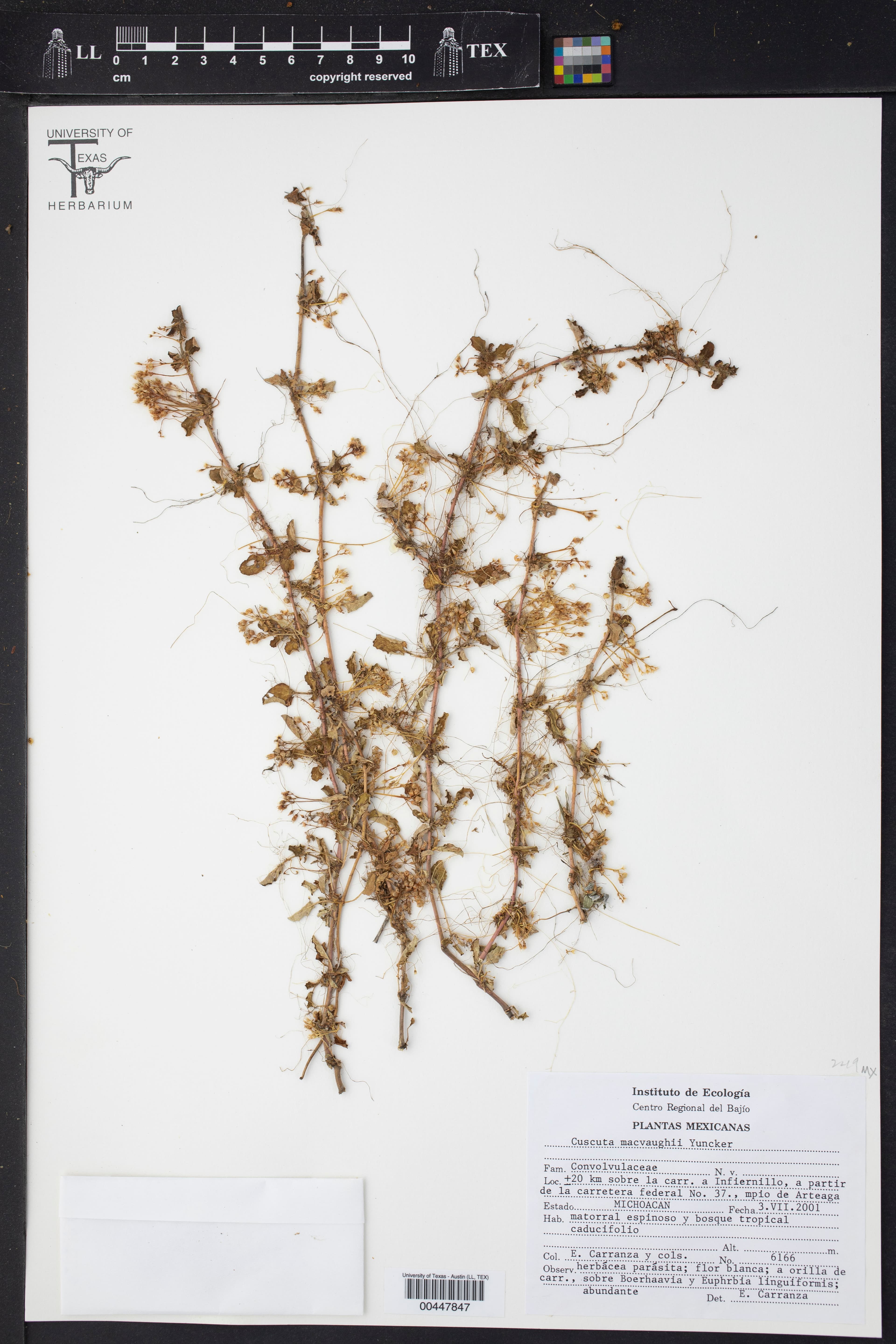 Cuscuta macvaughii