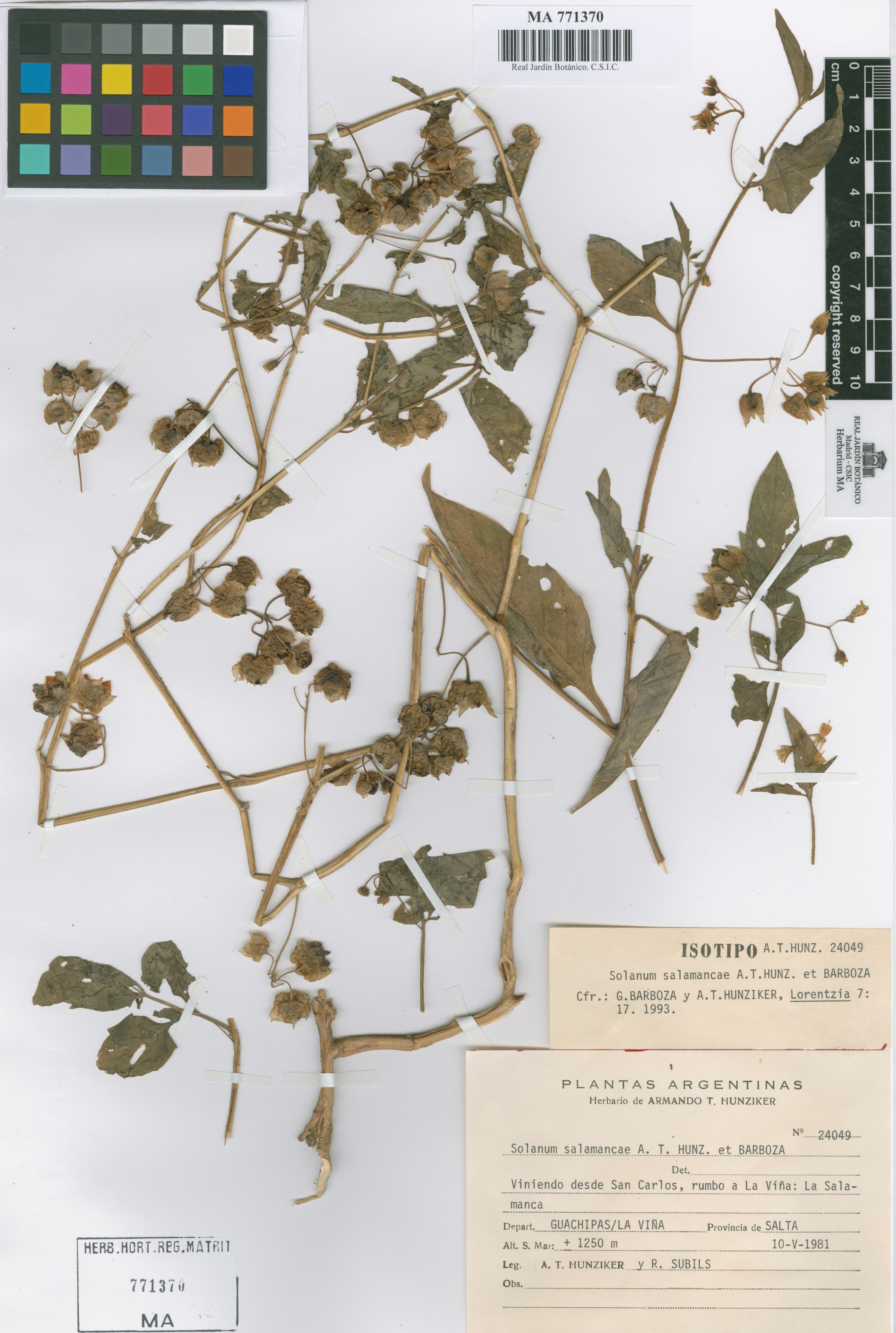 Solanum salamancae