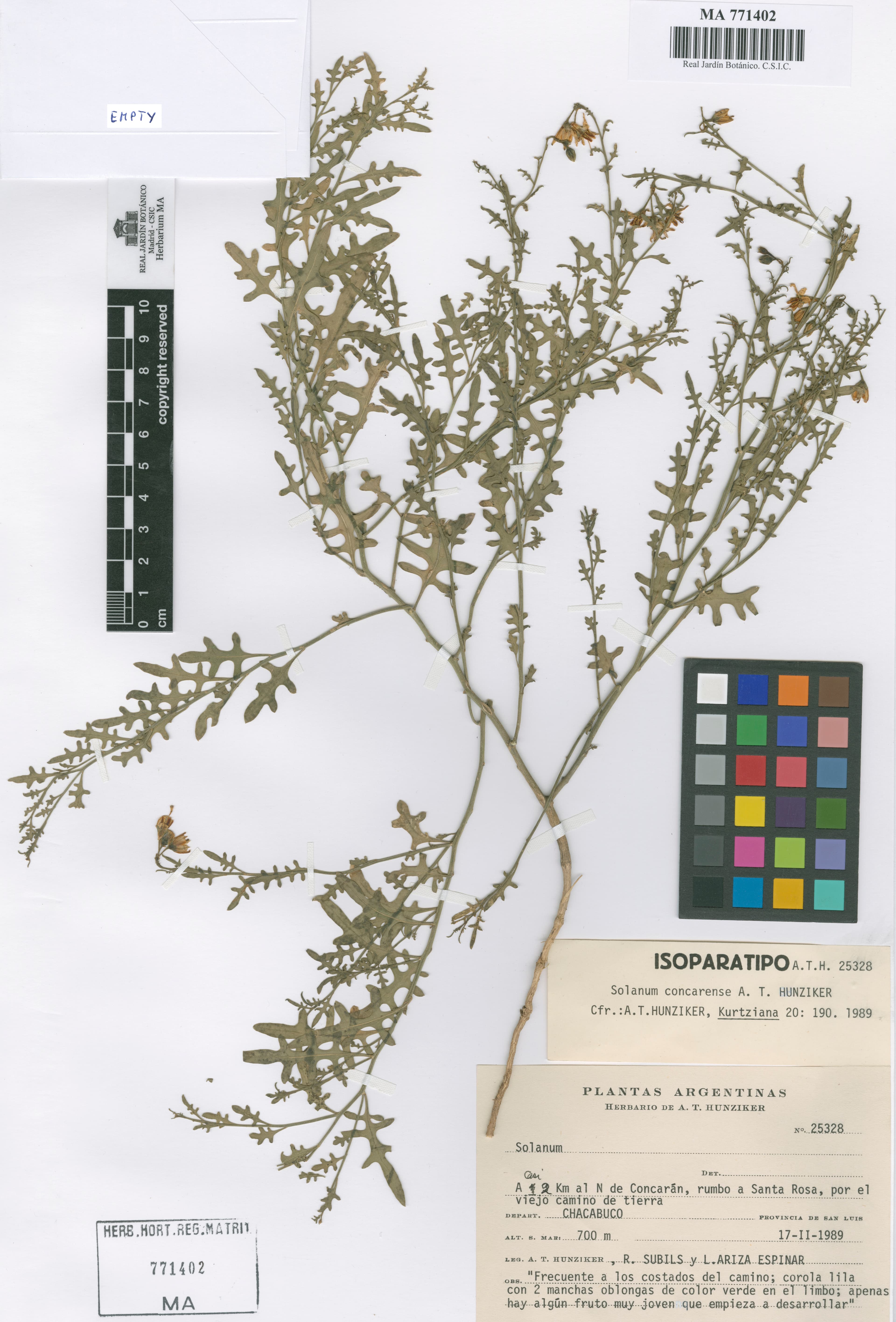 Solanum concarense