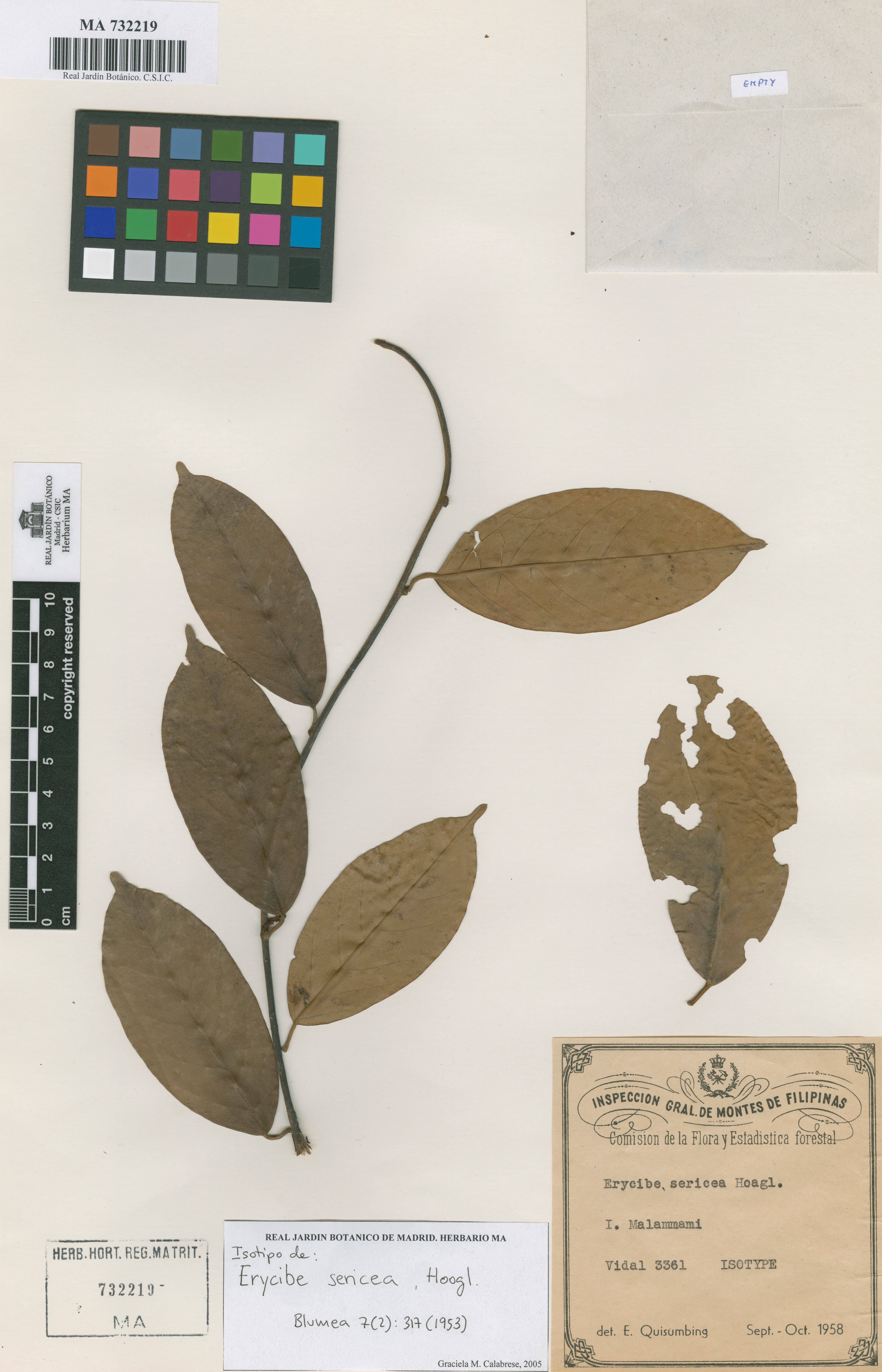 Erycibe sericea