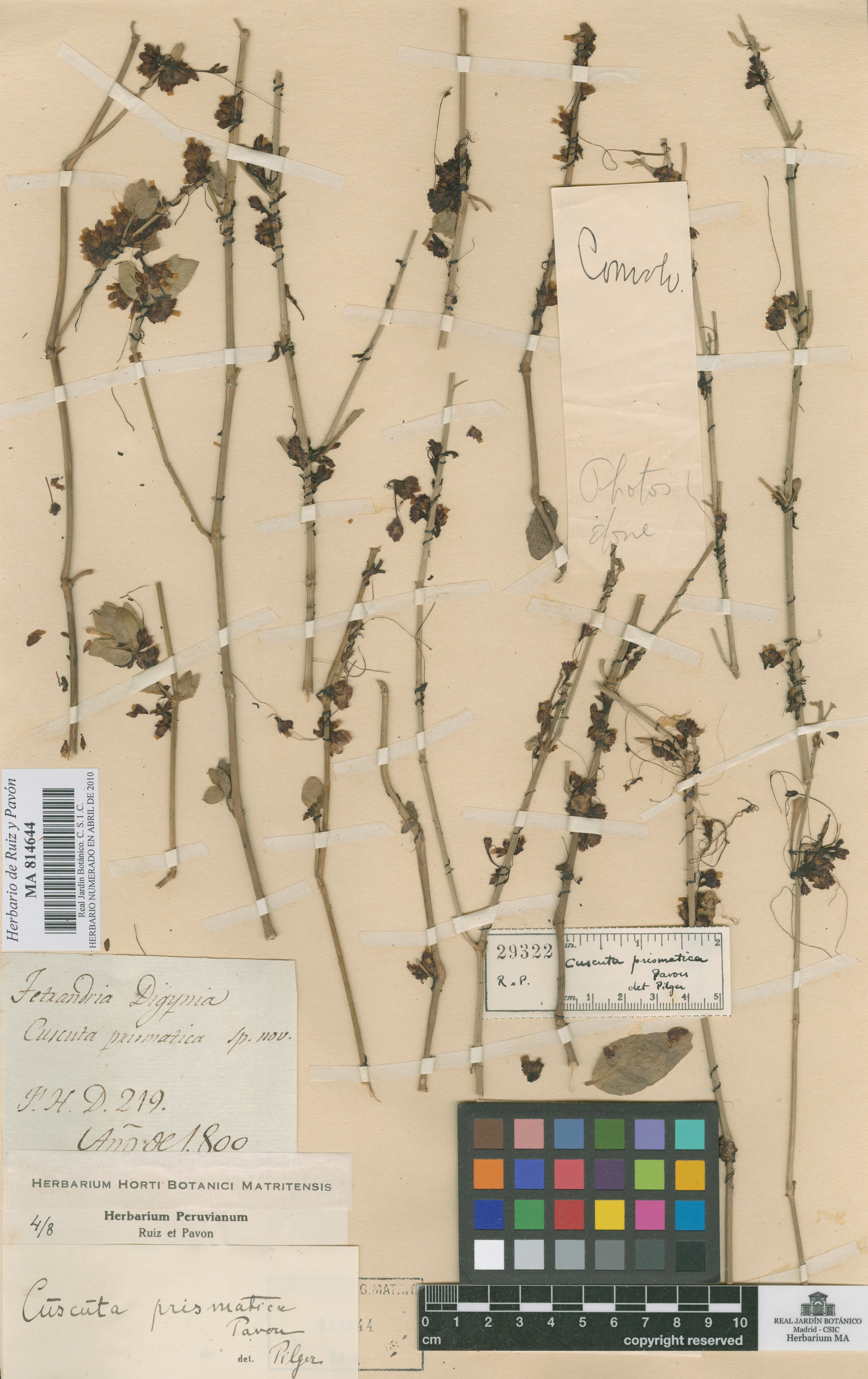 Cuscuta prismatica