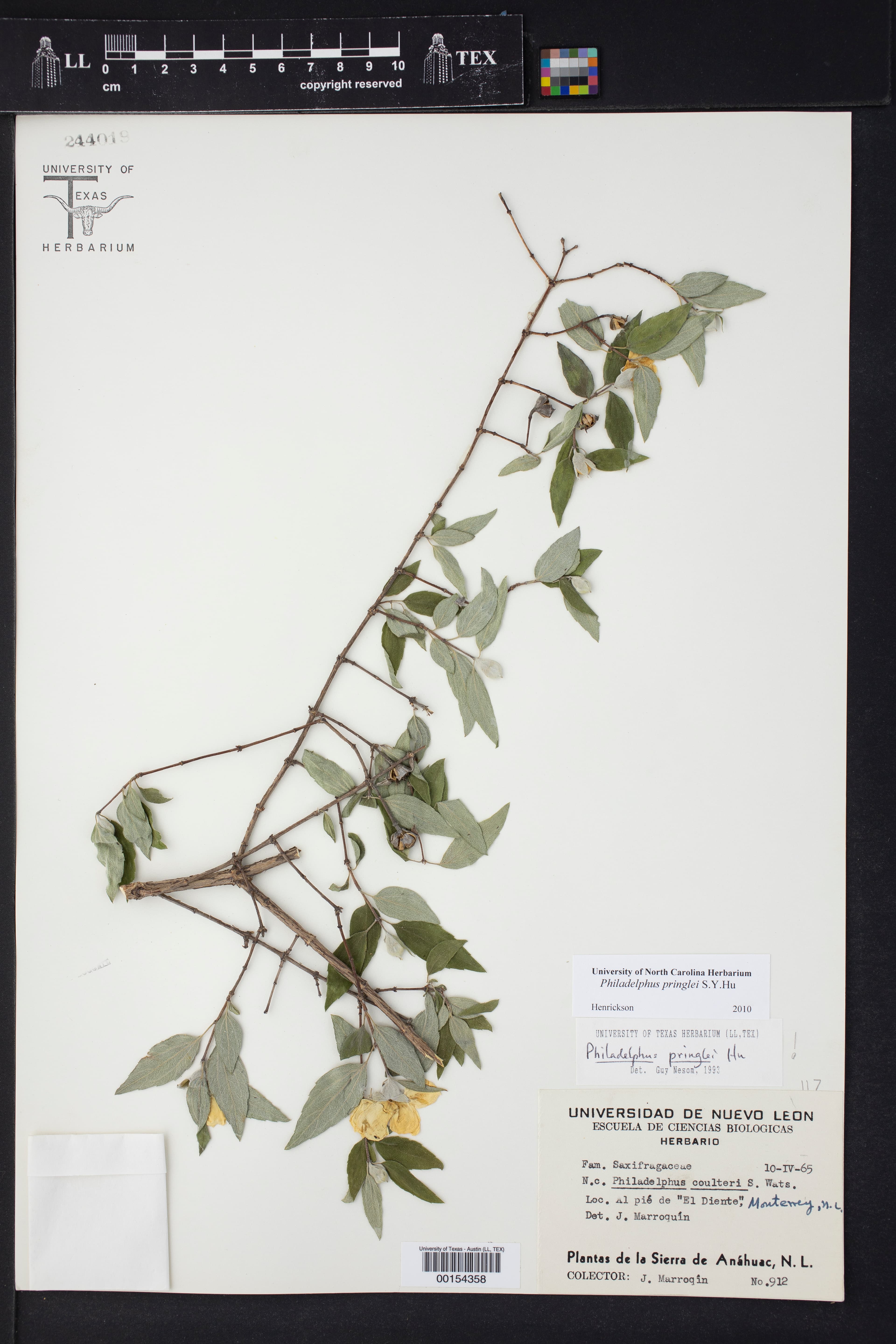 Philadelphus pringlei