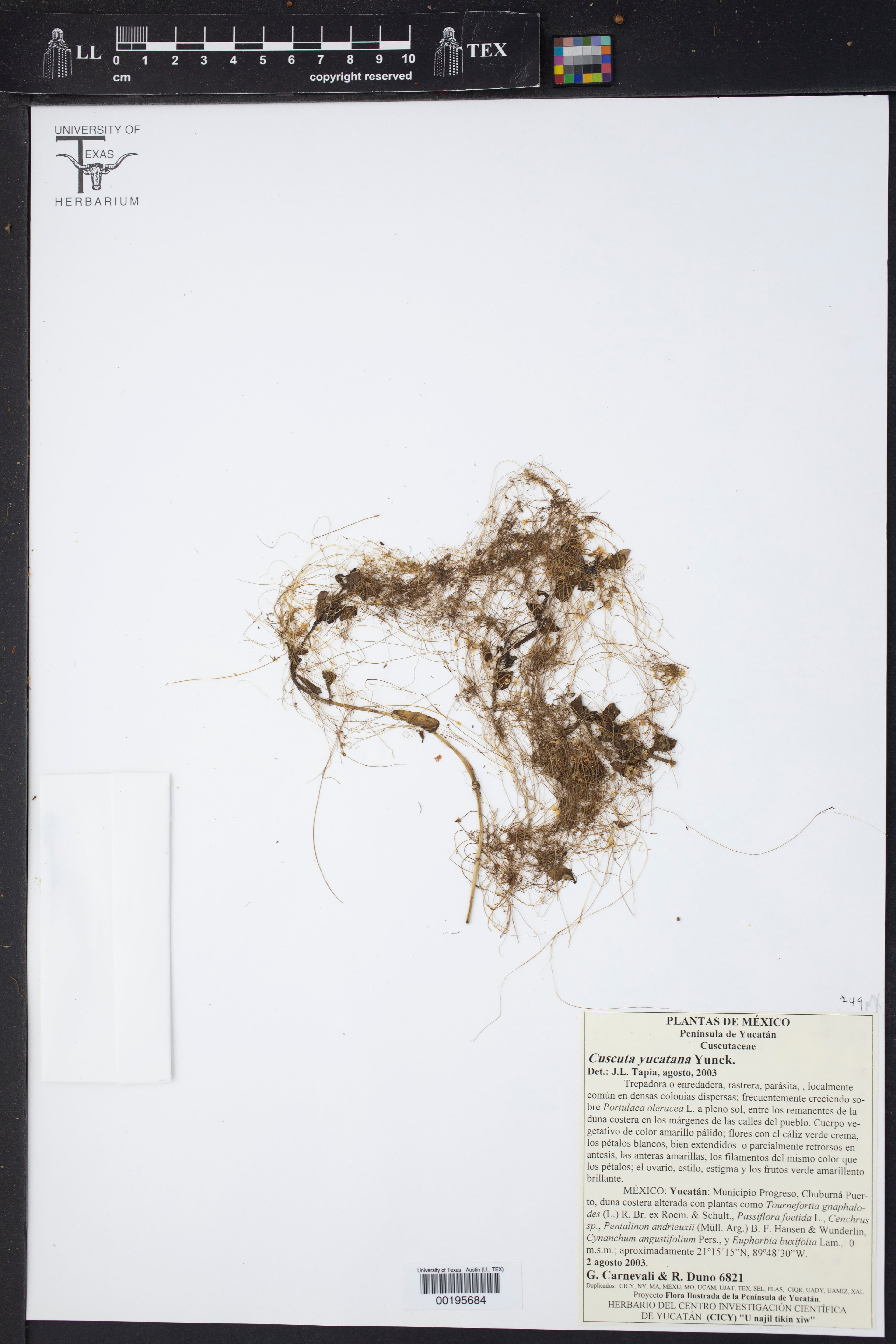 Cuscuta yucatana