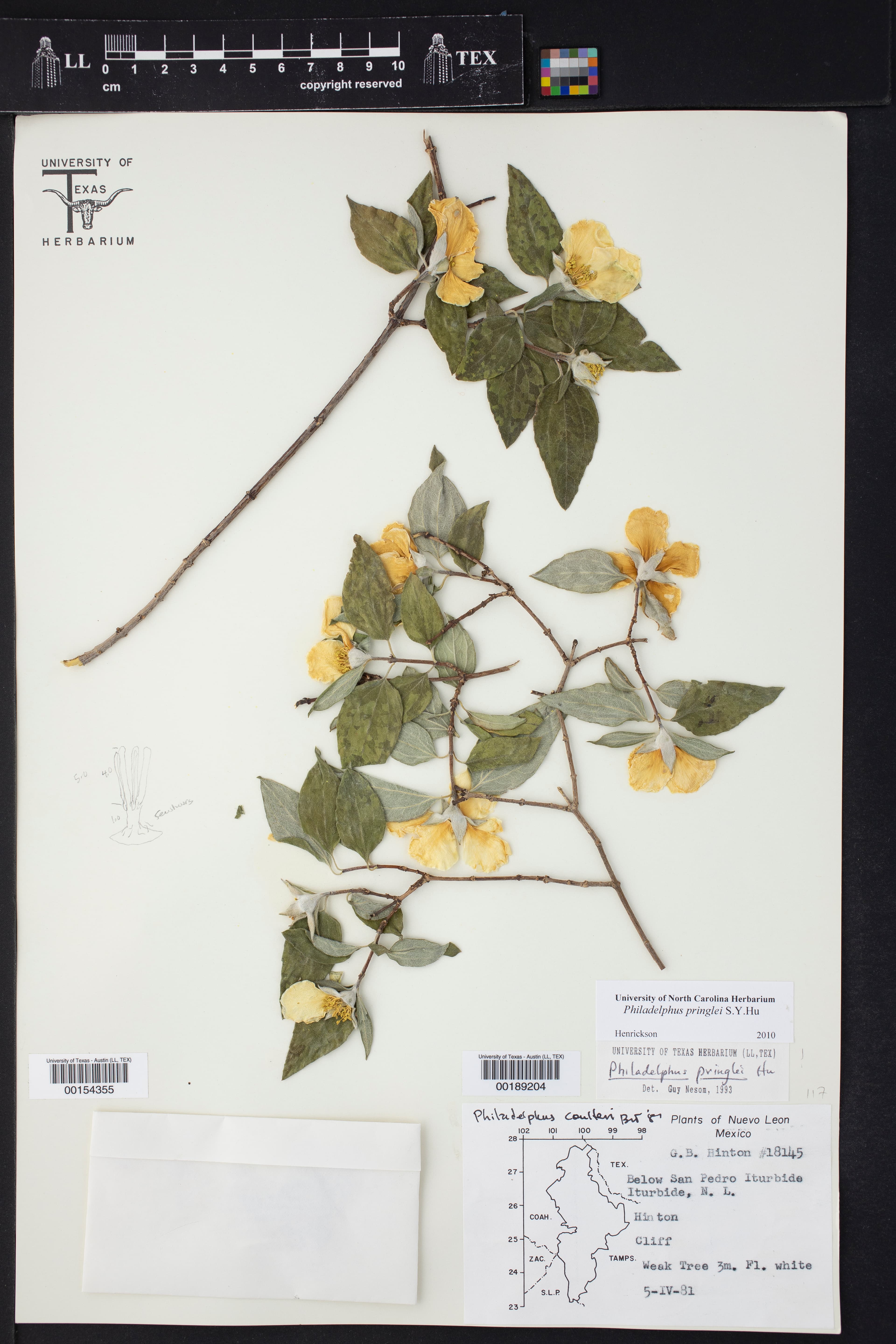 Philadelphus pringlei