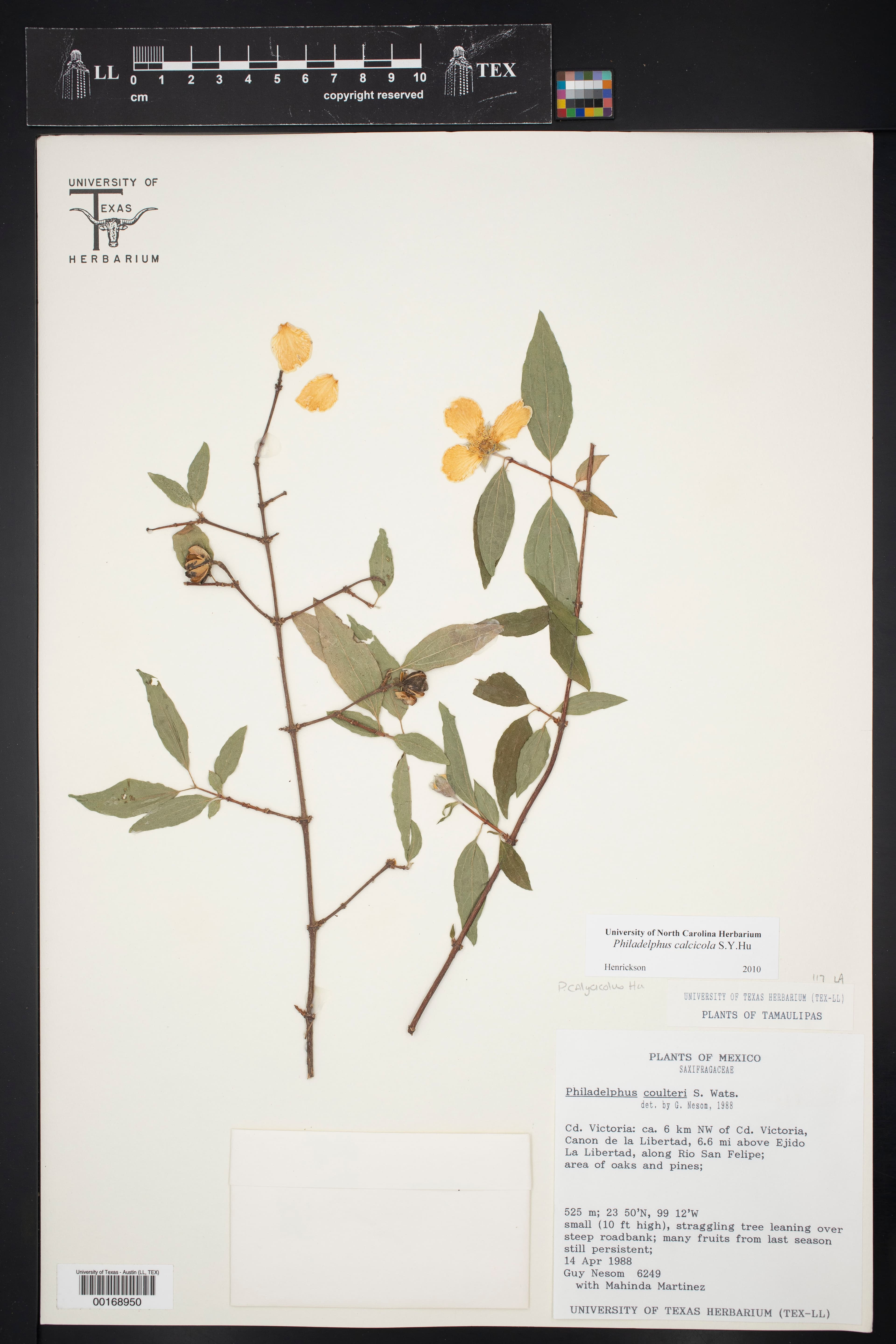 Philadelphus affinis