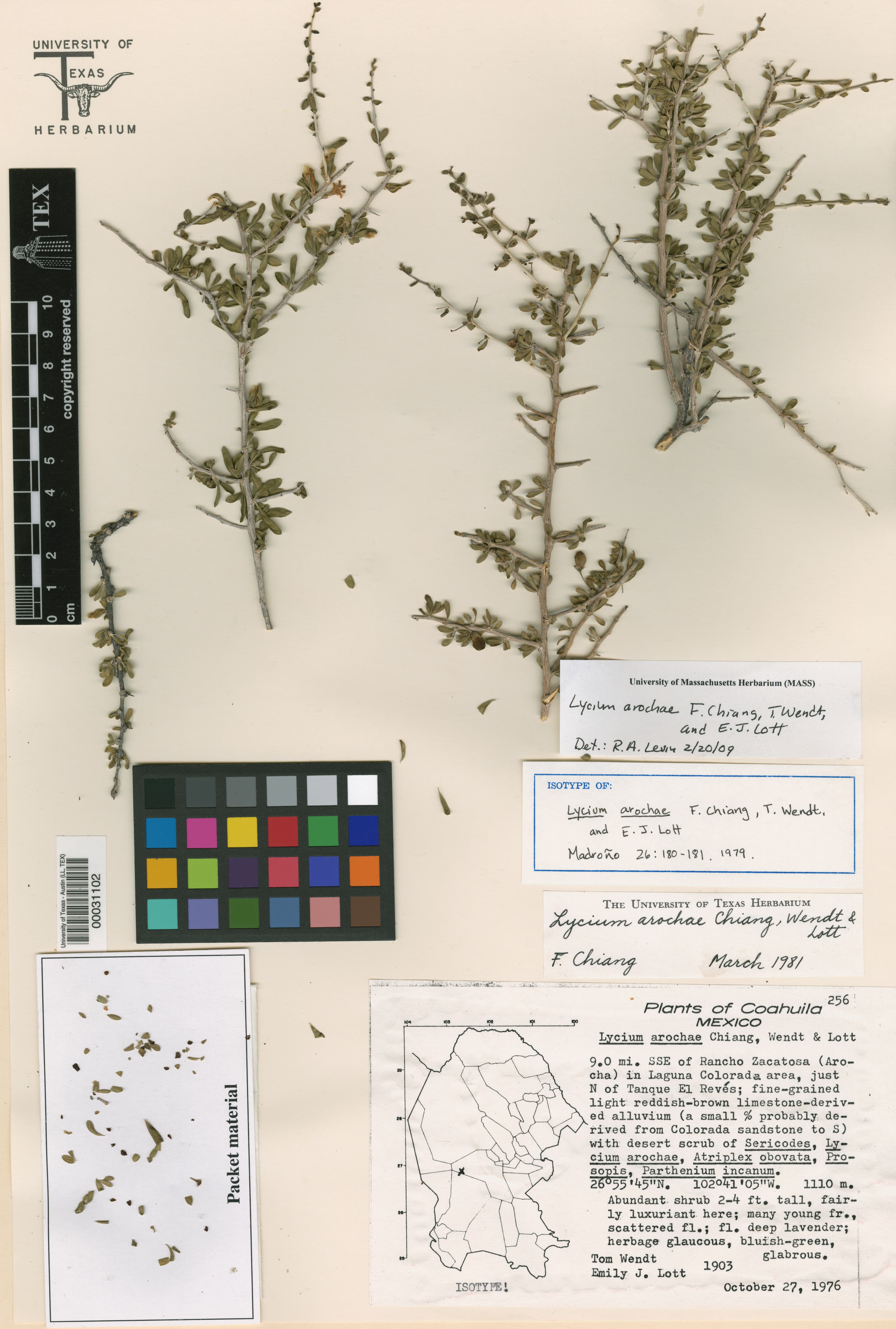 Lycium arochae