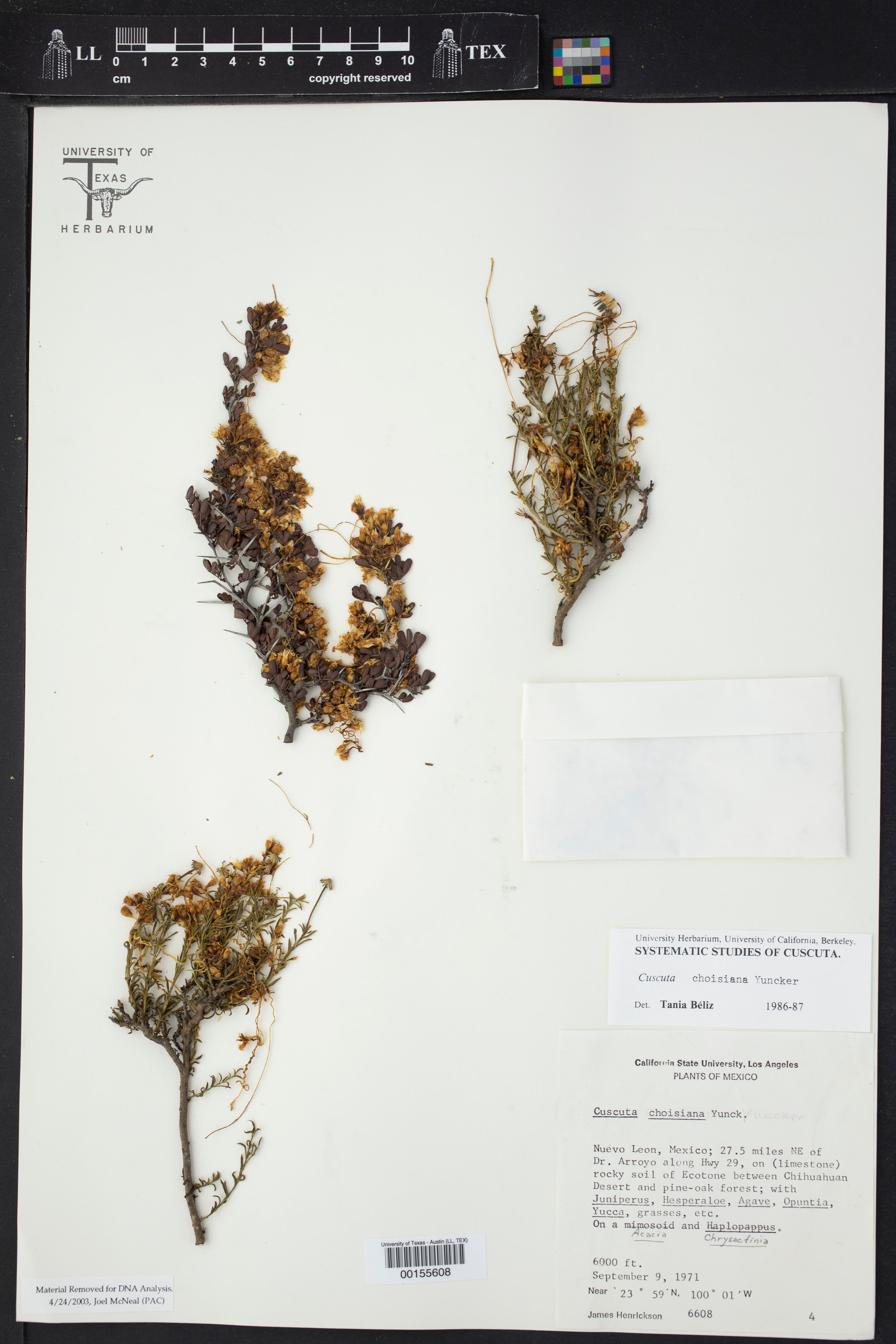 Cuscuta choisiana