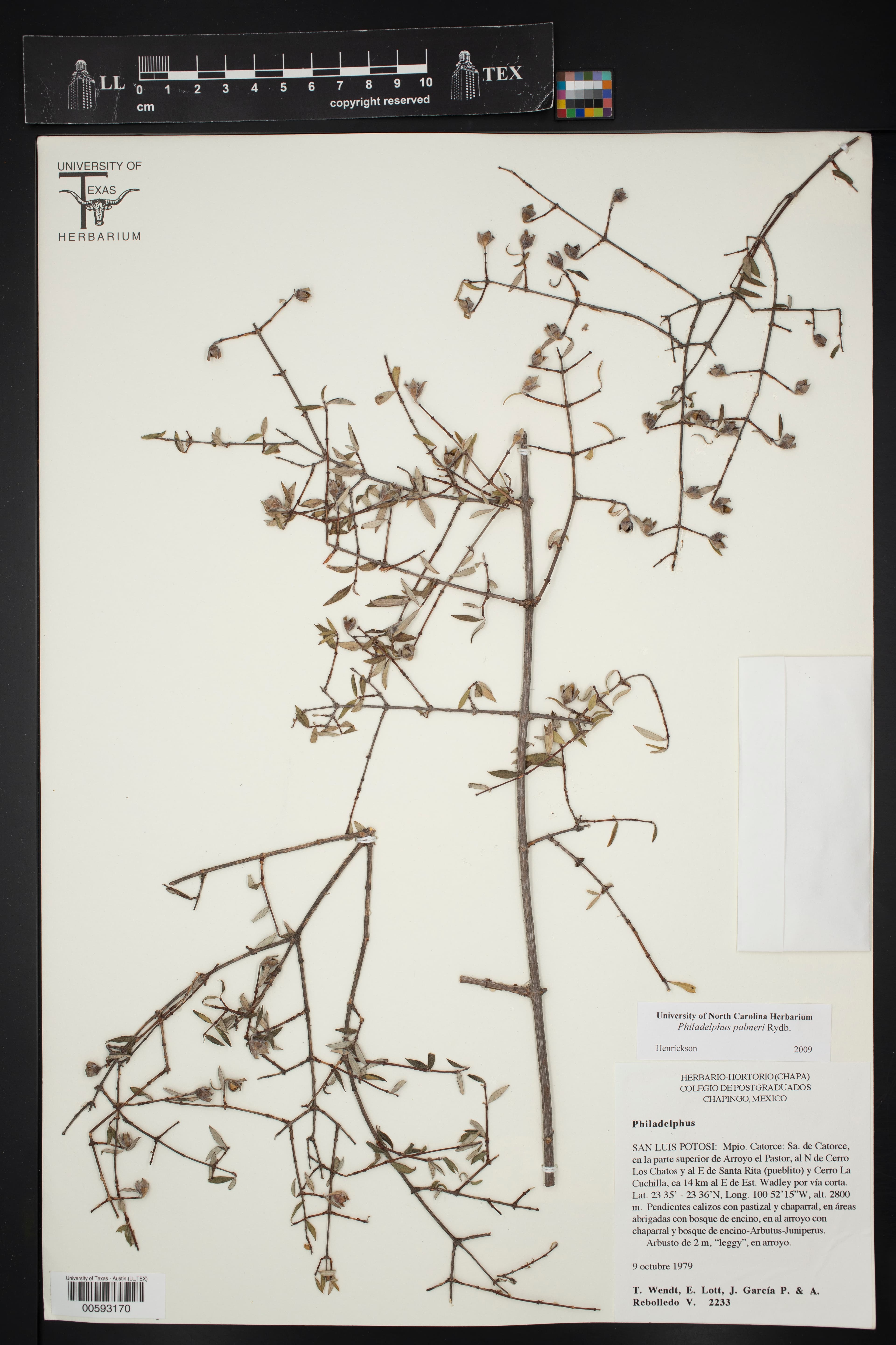 Palmer's Mock Orange