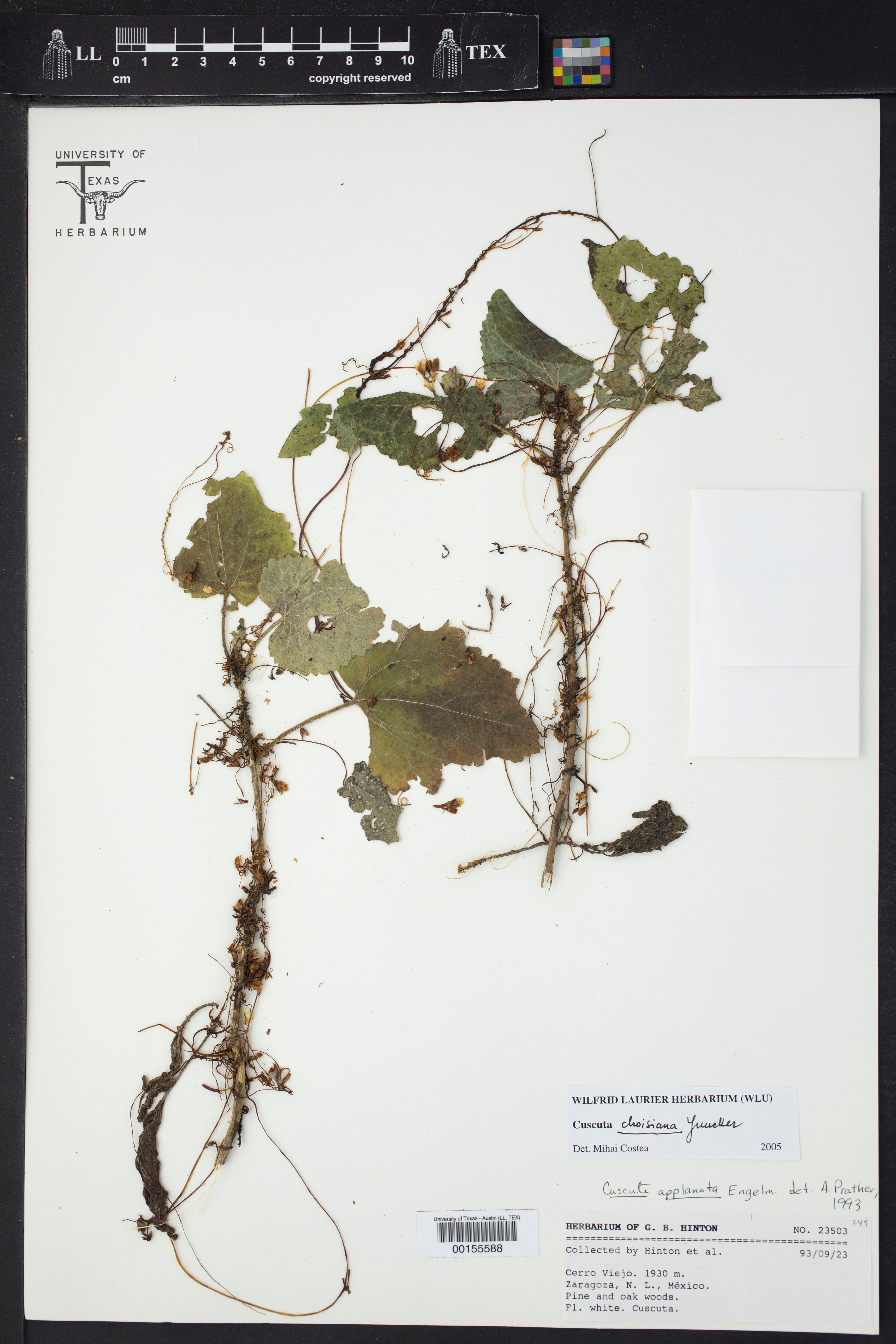 Cuscuta choisiana