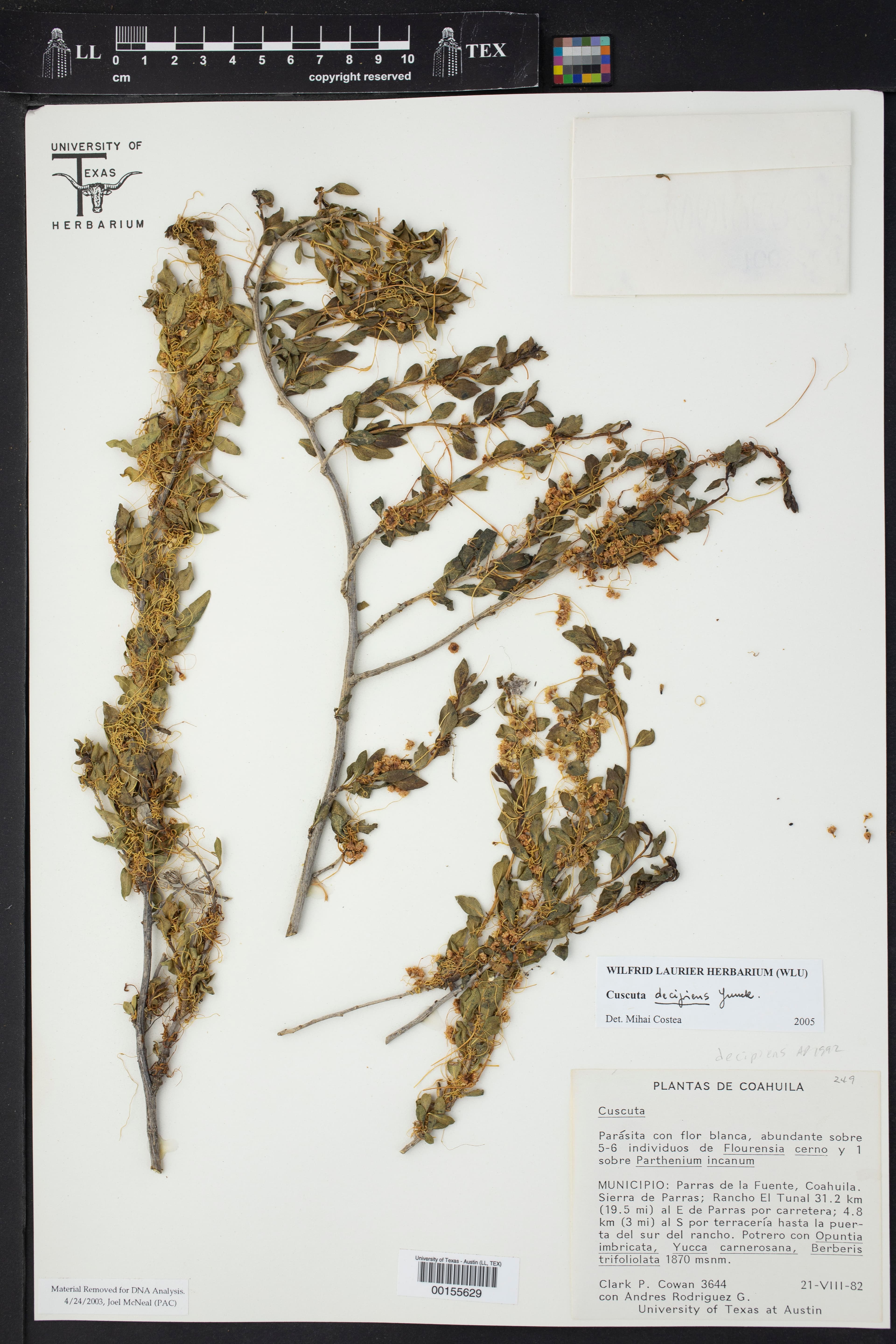 Cuscuta decipiens