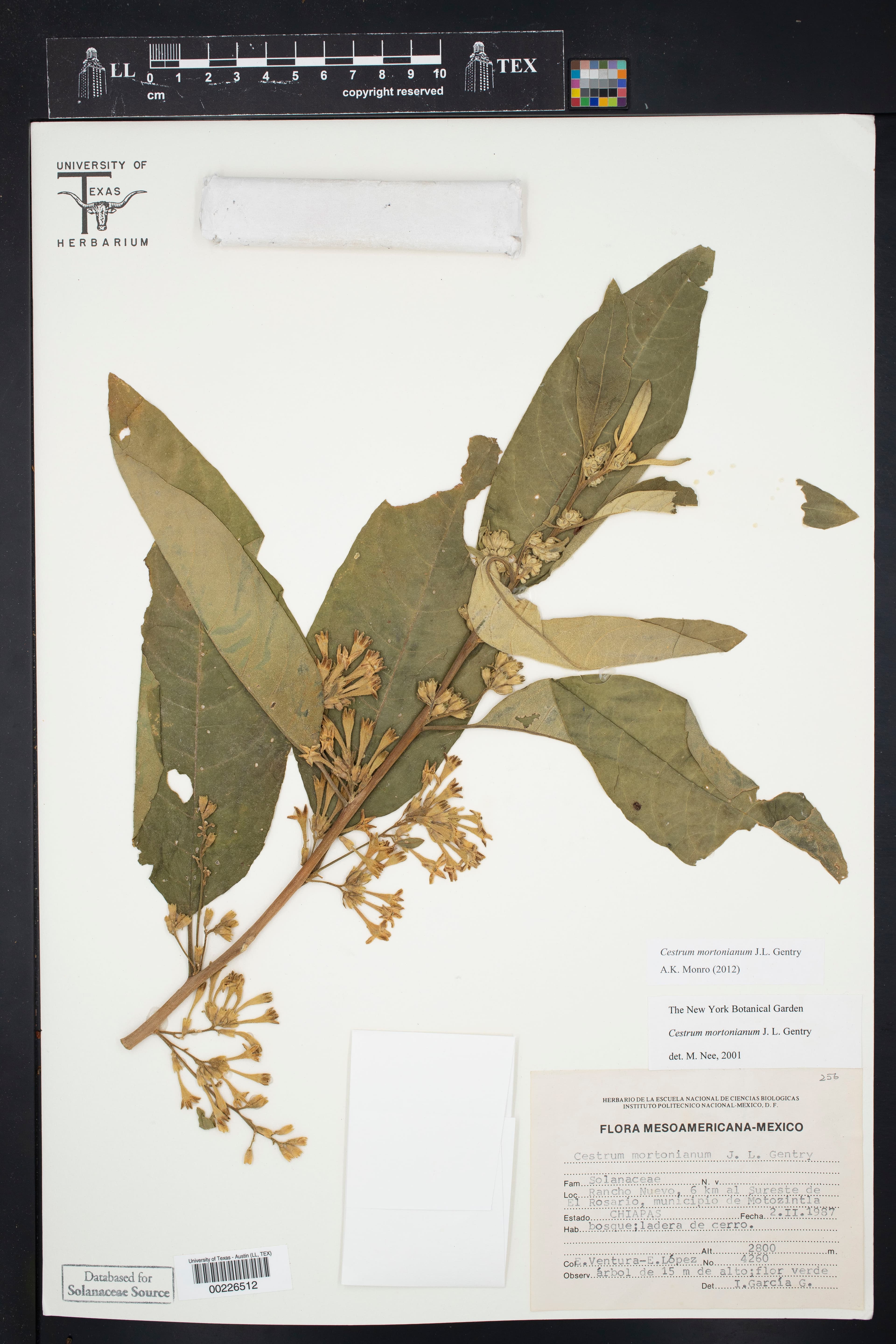 Cestrum mortonianum