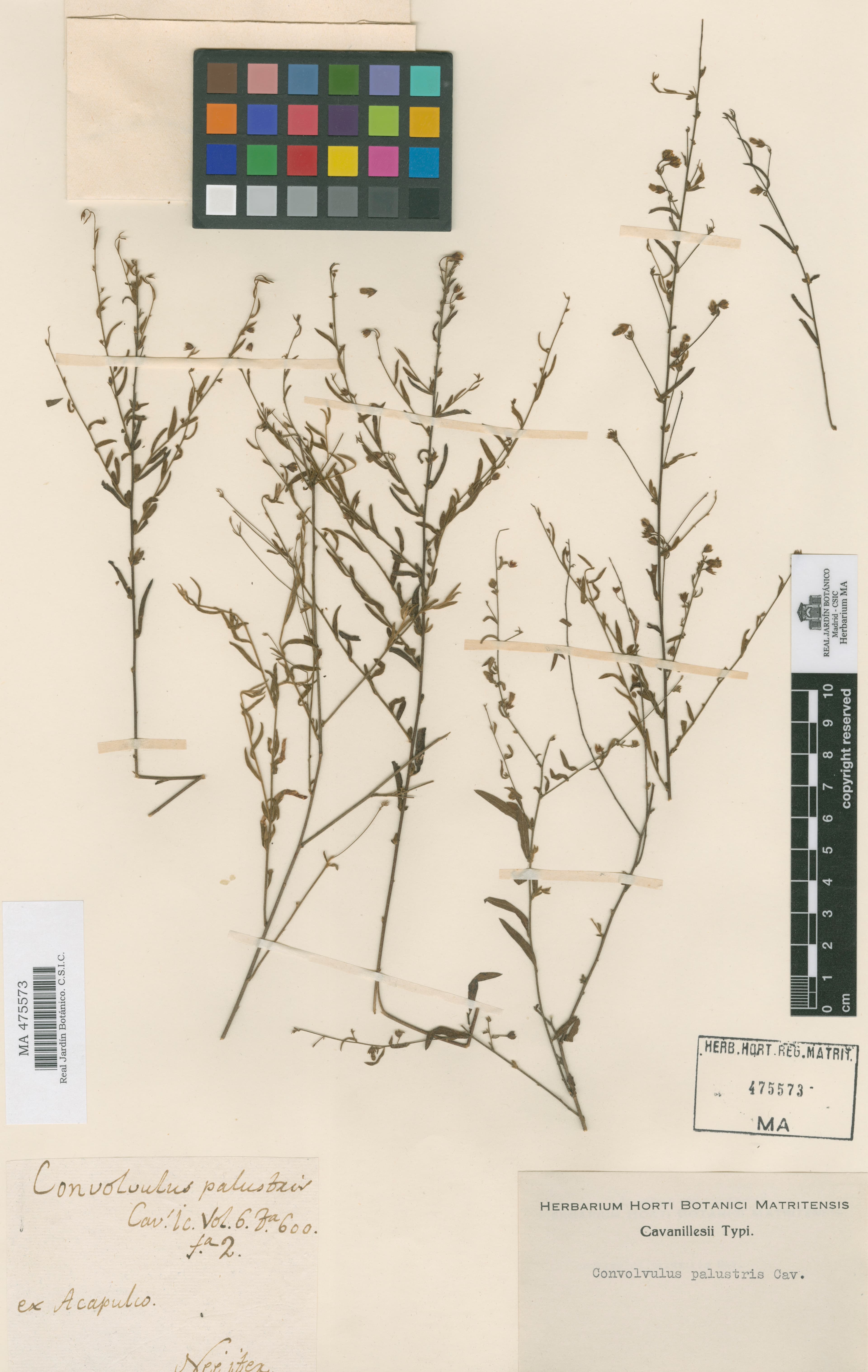 Convolvulus palustris