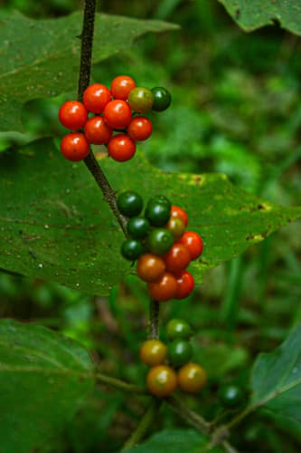 Forest Bitterberry
